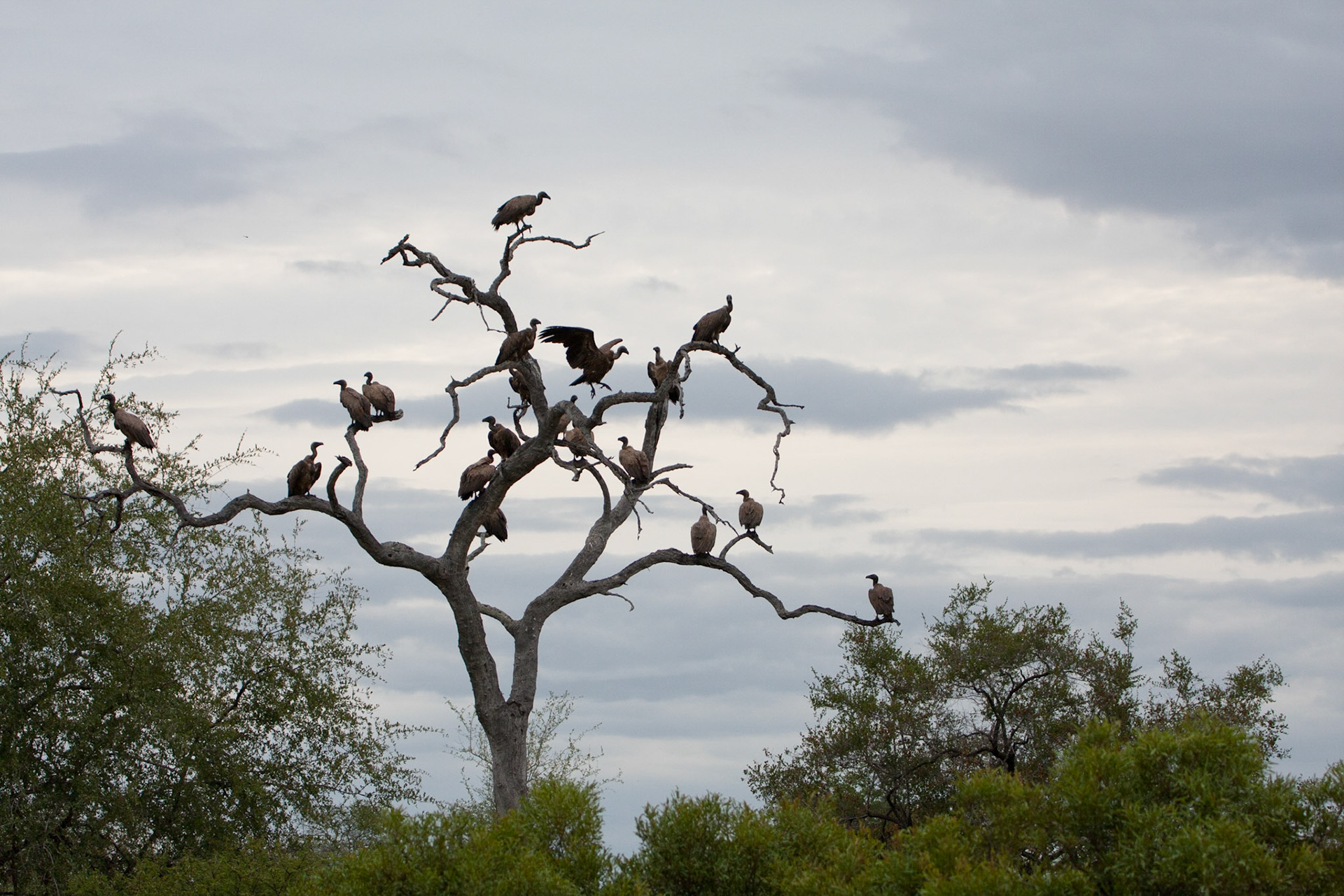 White backed vultures