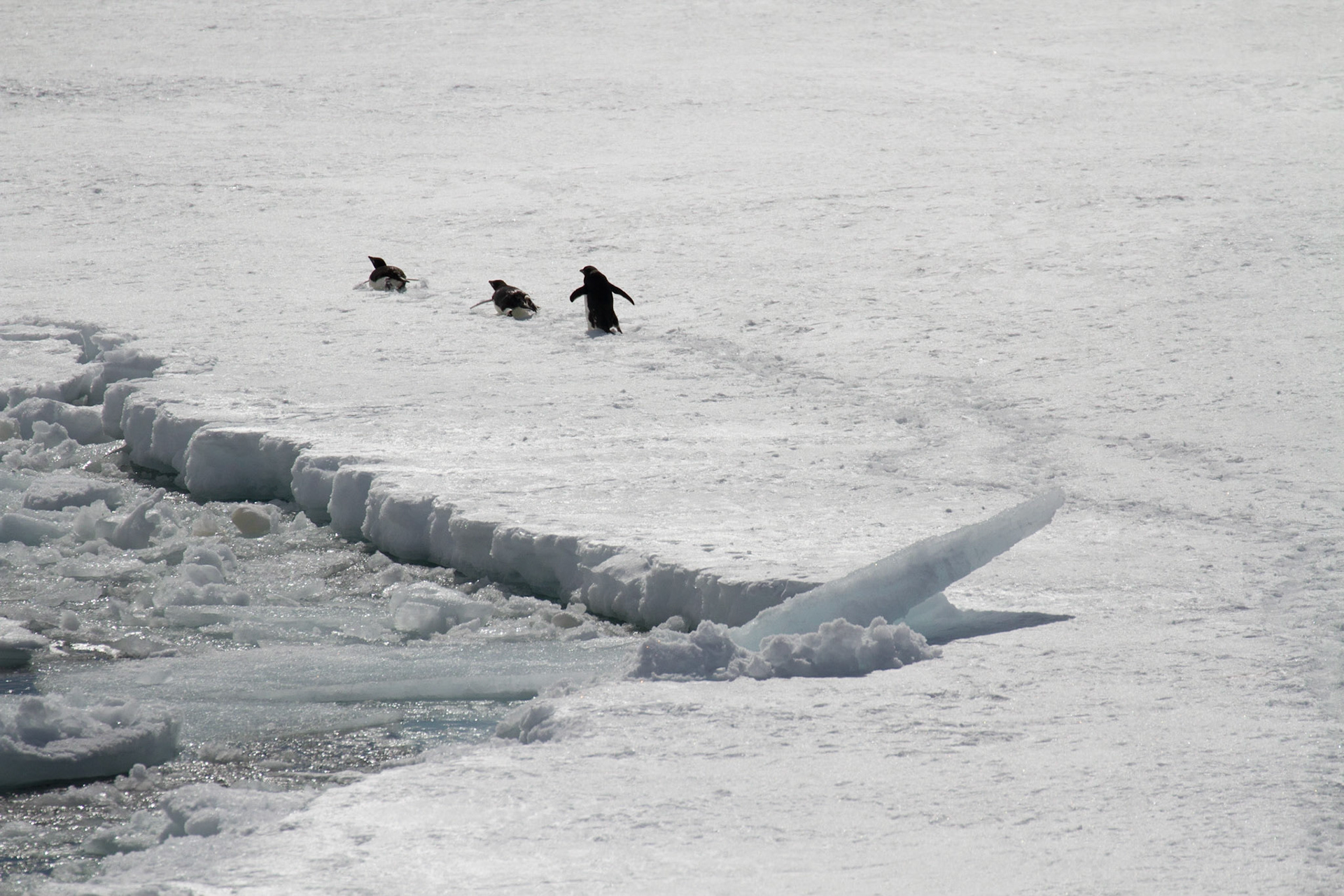 Penguins on sea ice
