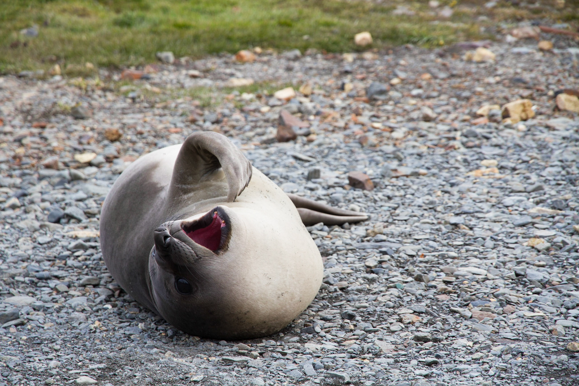 Elephant seal