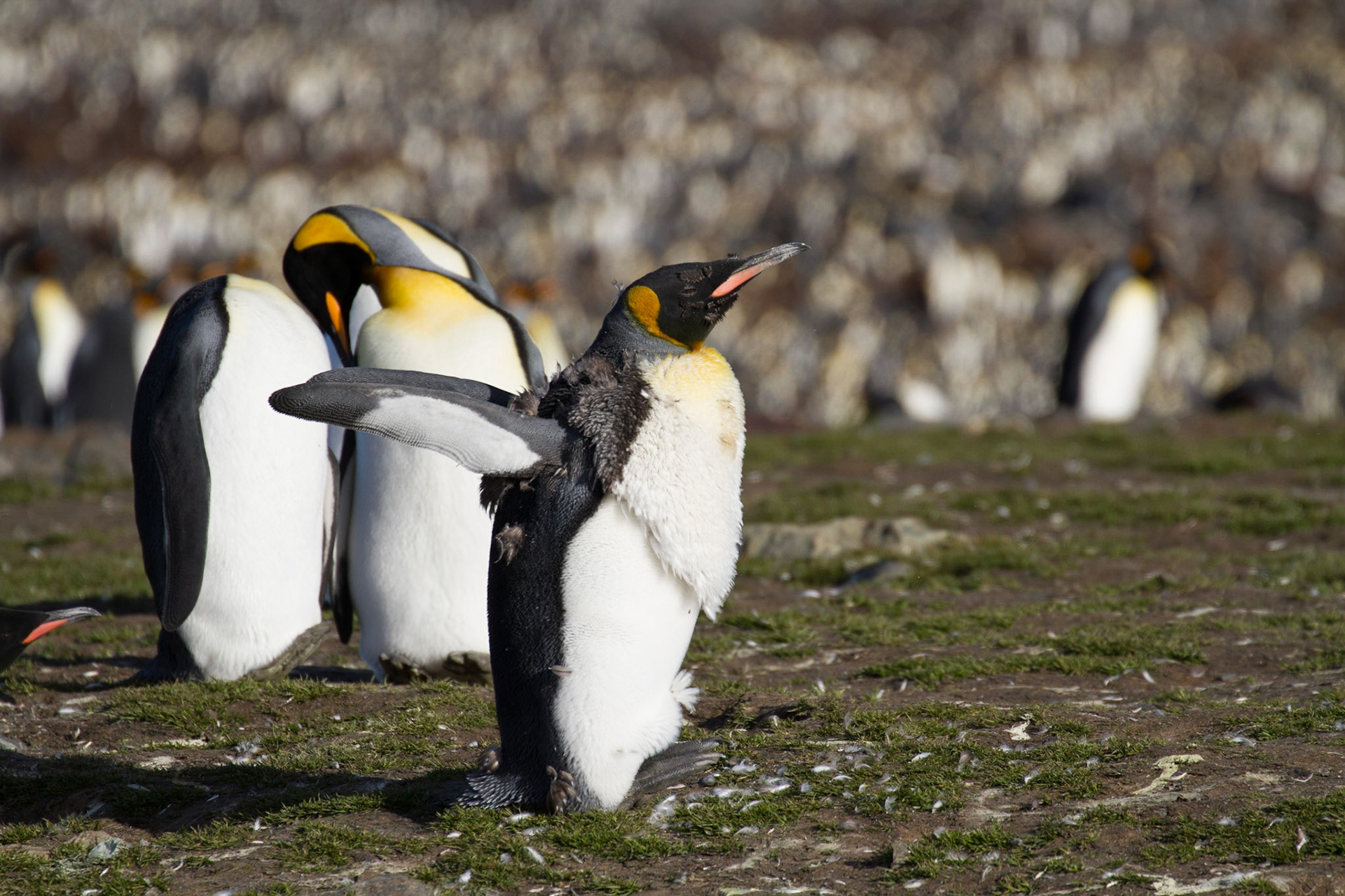 Moulting king penguin