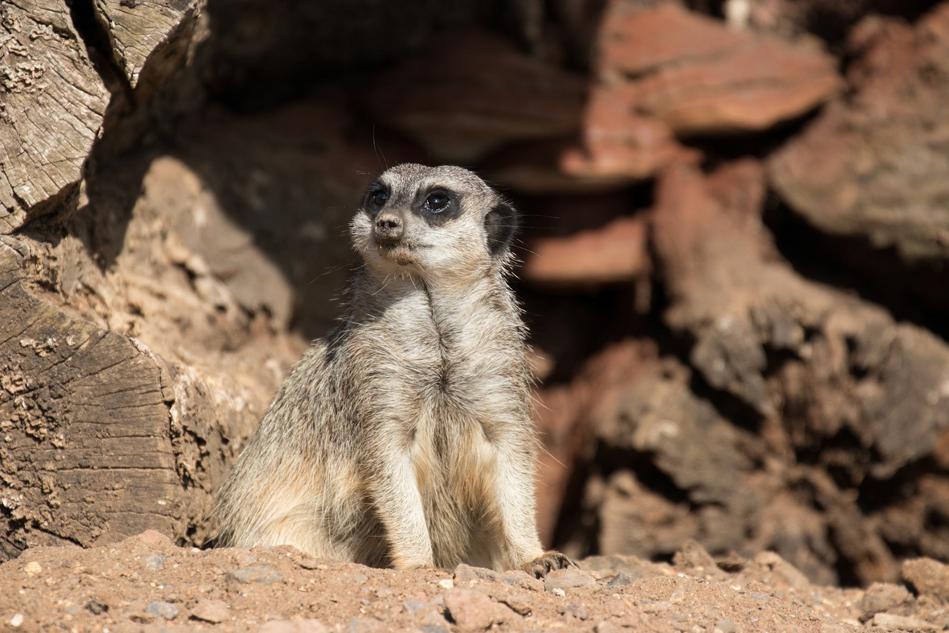 Meerkat
