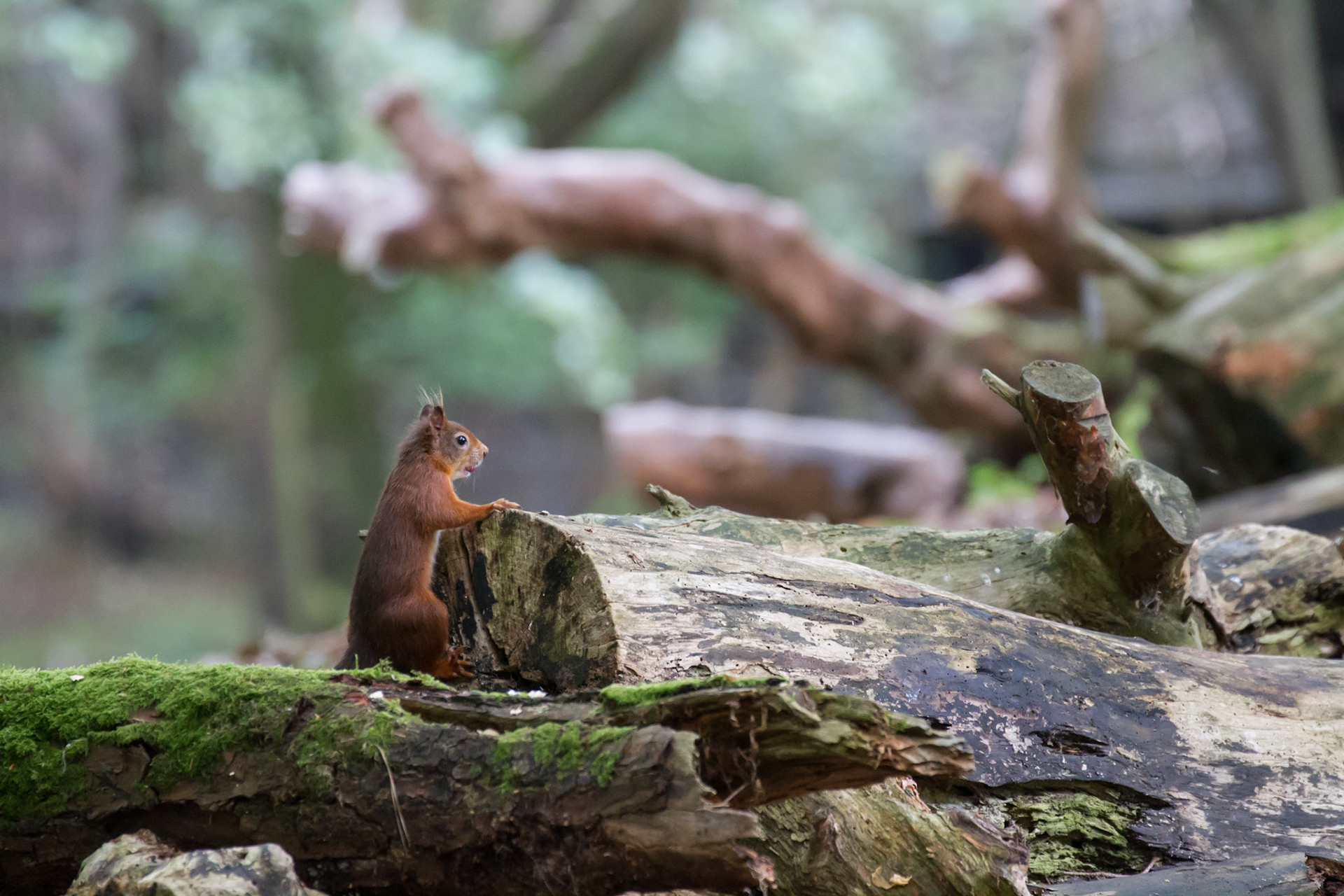 Red squirrel in the woods, Brownsea Island