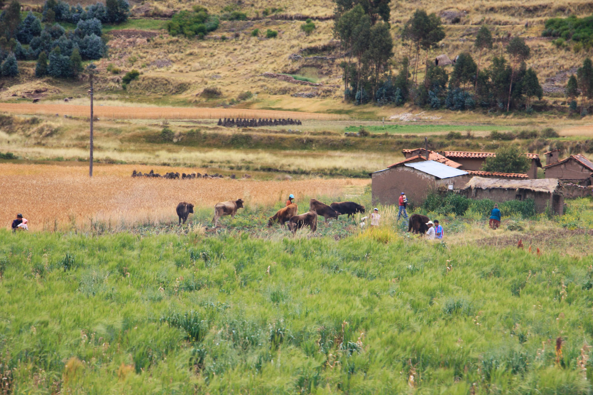 Train journery from Cusco to Puno