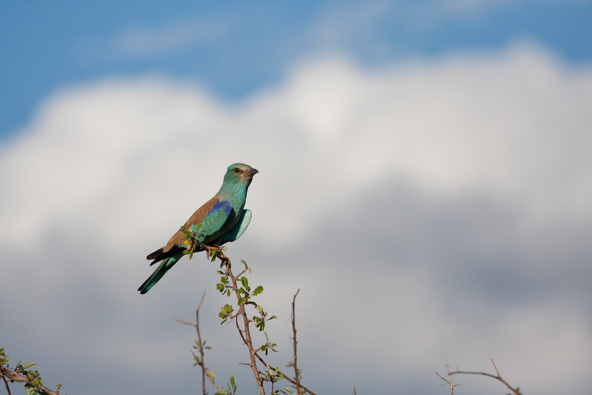 European roller