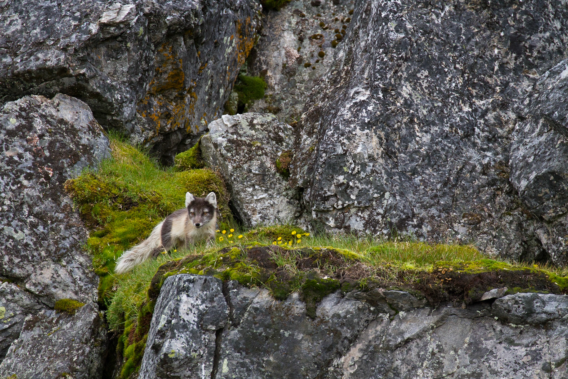 Arctic fox