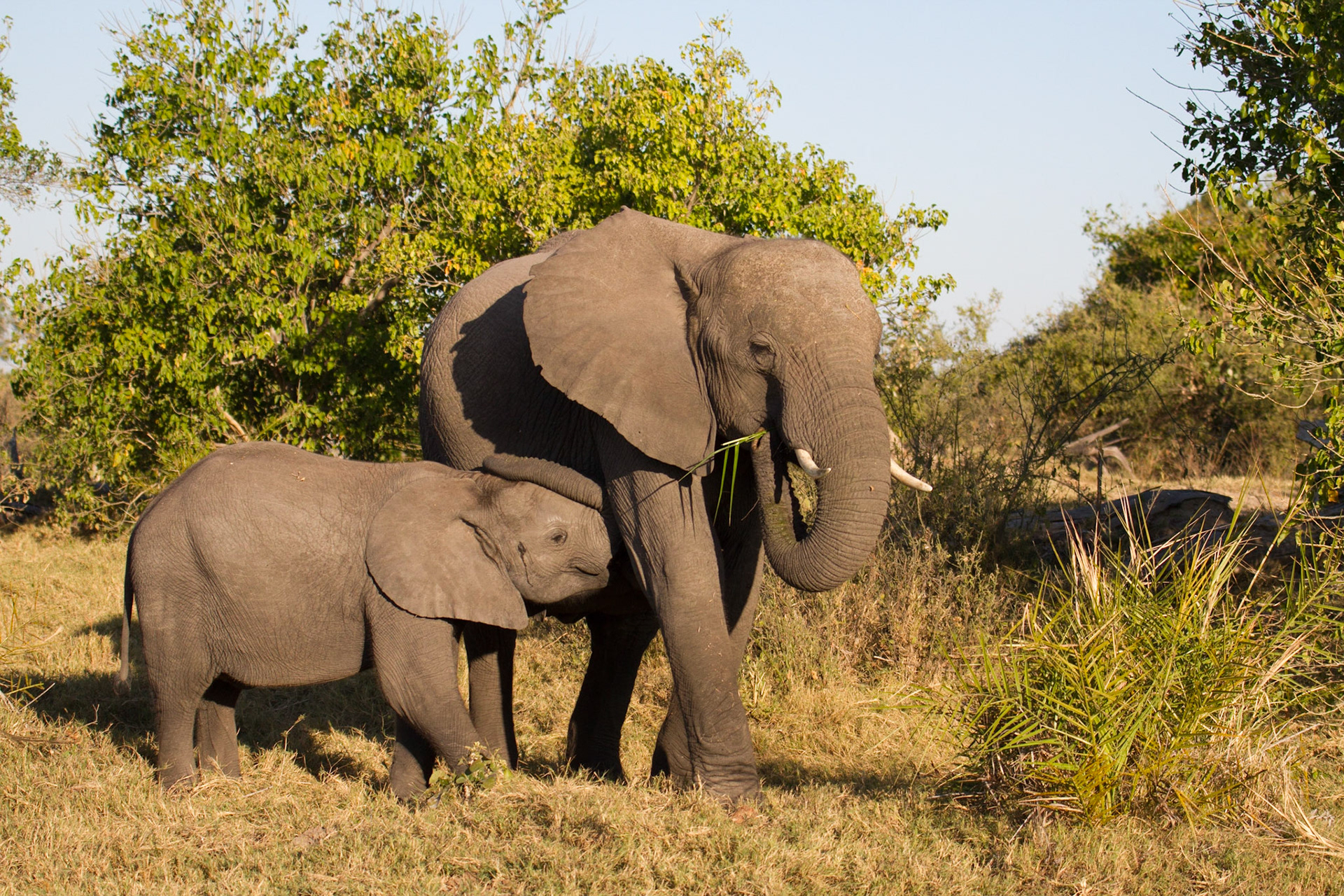 Young elephant suckling