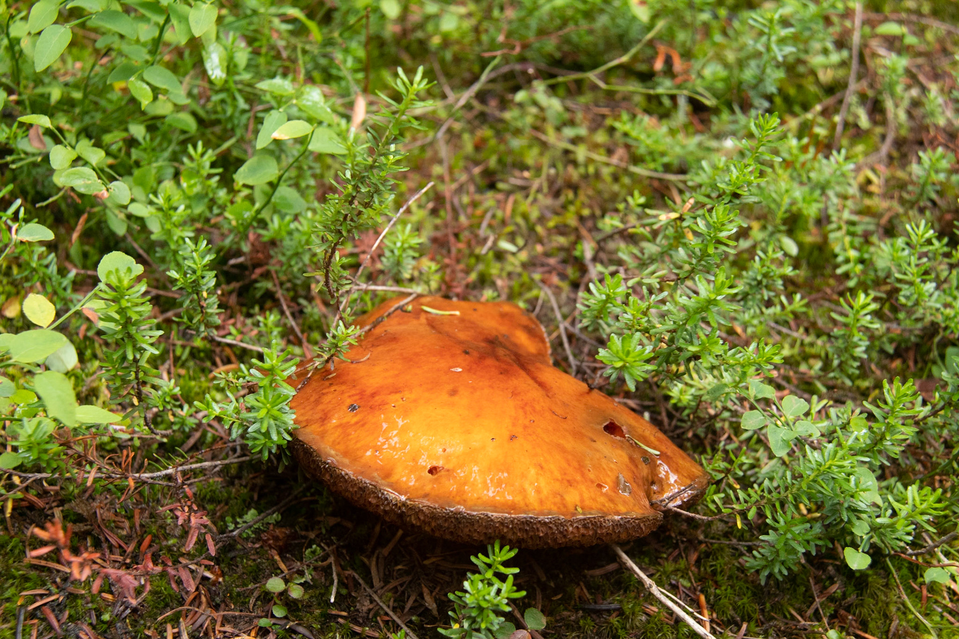 Mushroom at Moraine Lake