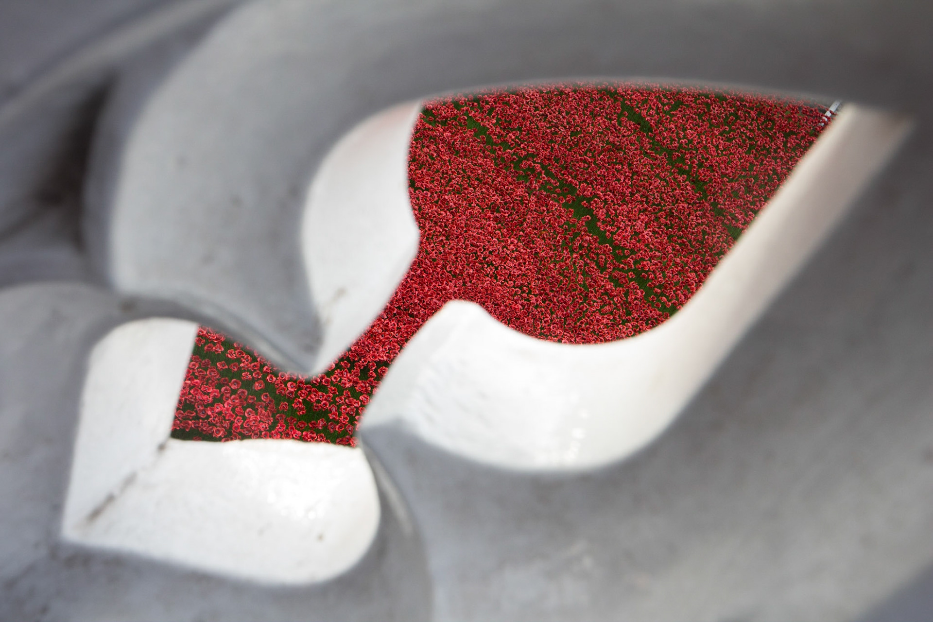 Poppies in moat at Tower of London