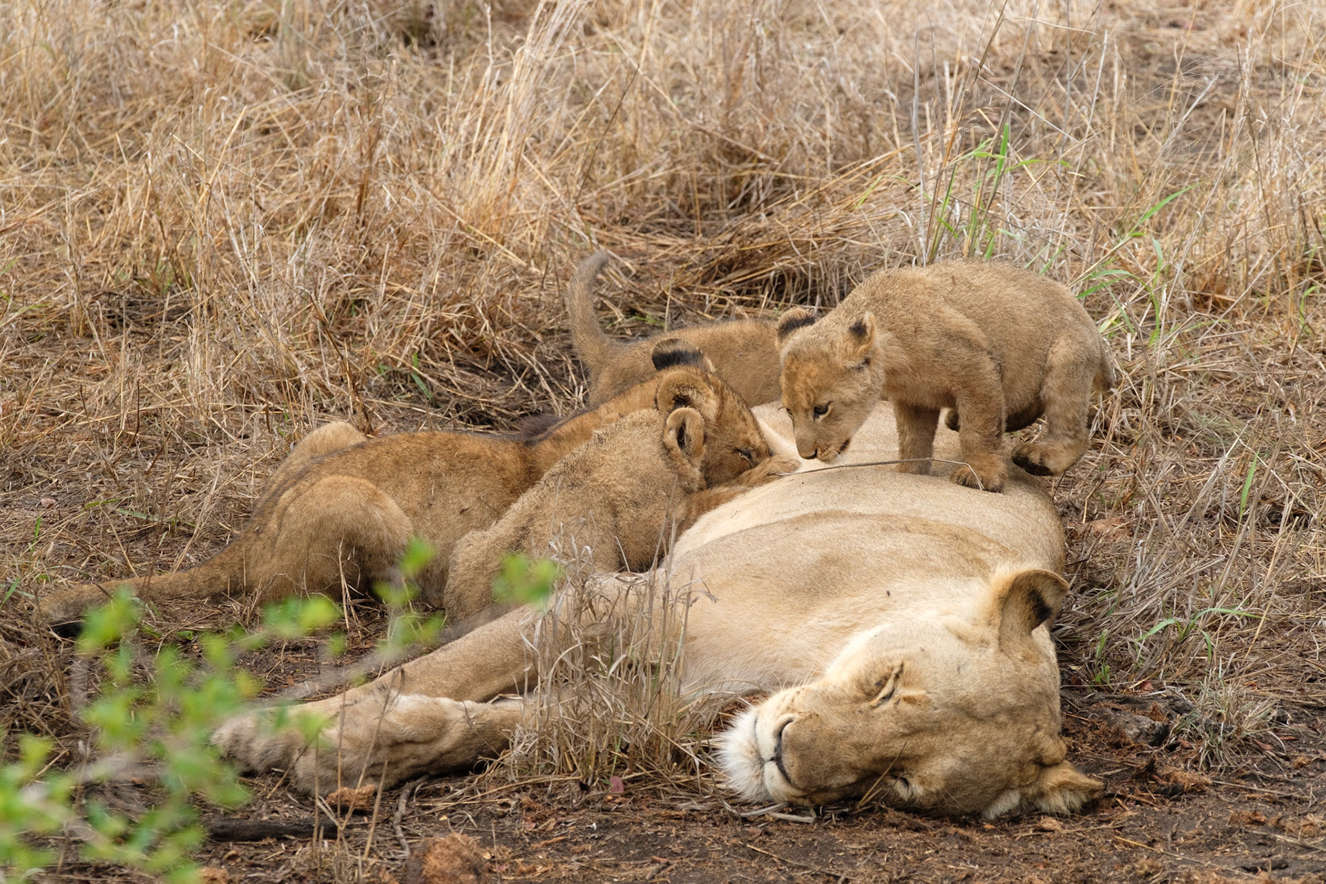 Cub clambering over mother looking for a teat