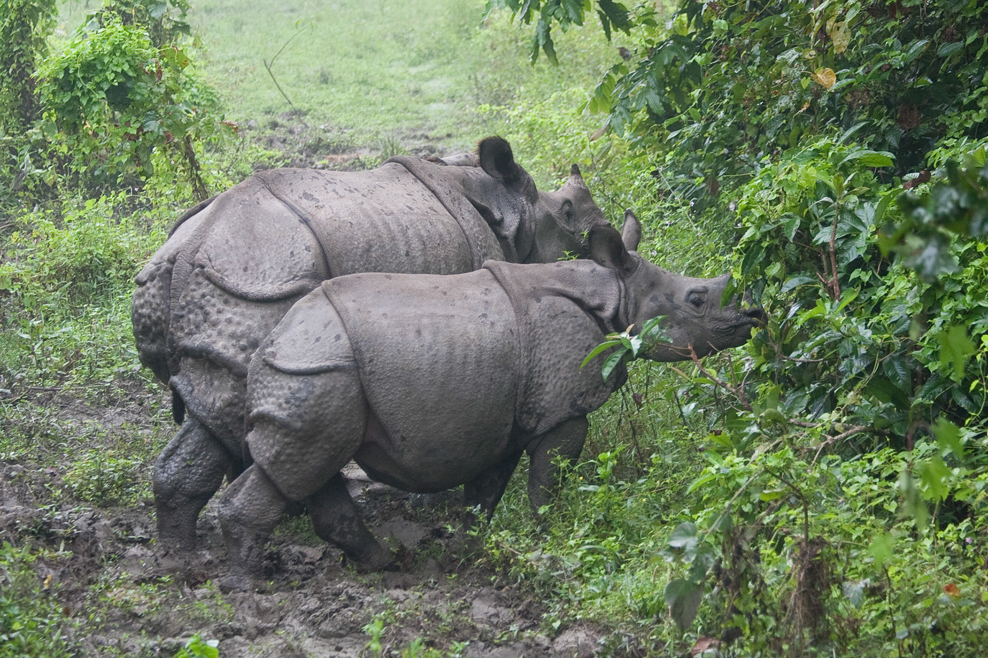 Mother and baby asian rhino