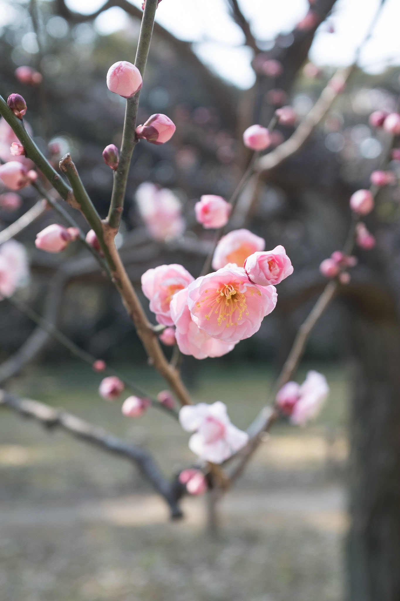 Plum blossom