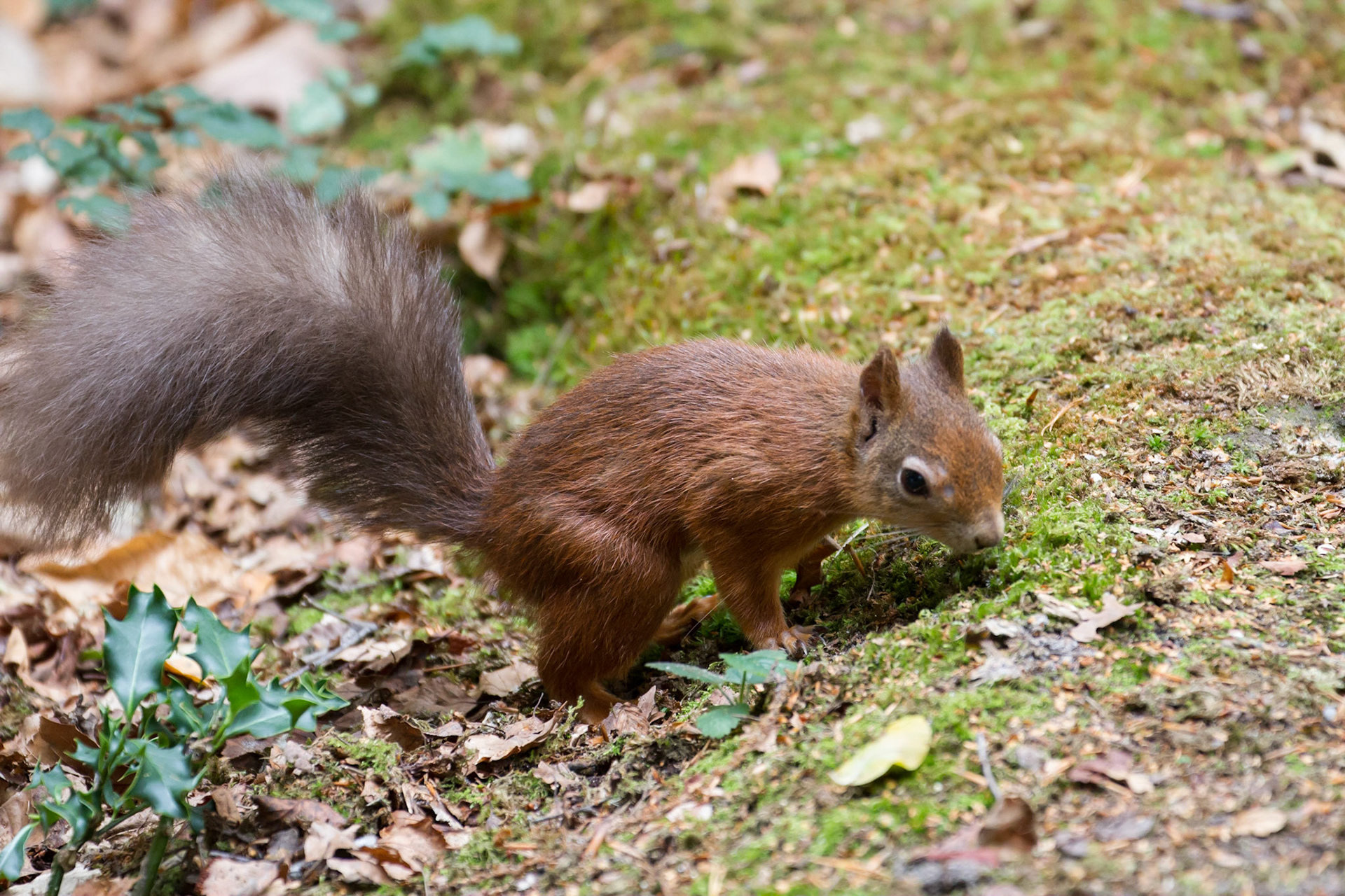 Red squirrel in the woods, Brownsea Island