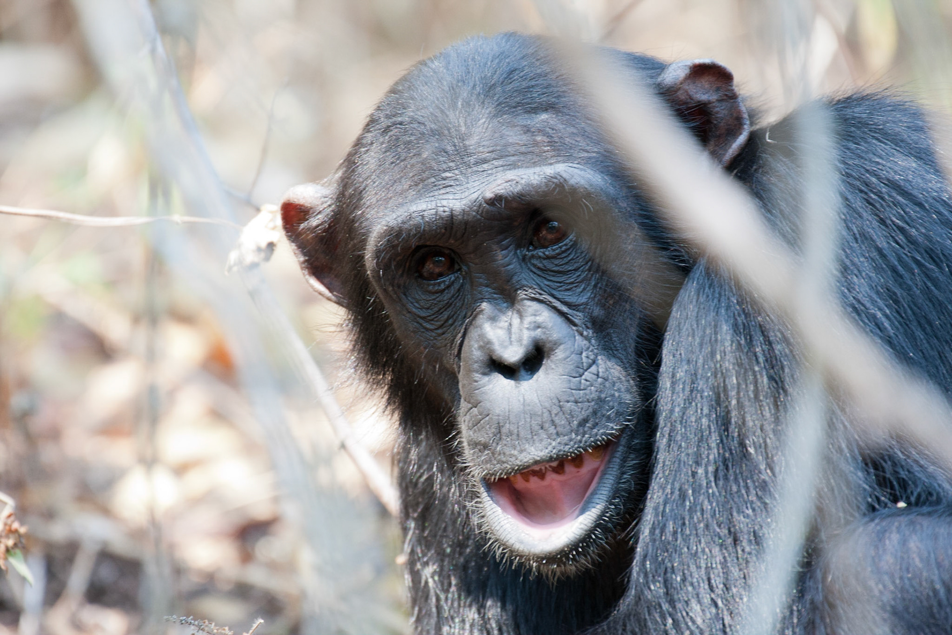 Juju, a young female newcomer to the Mahale group
