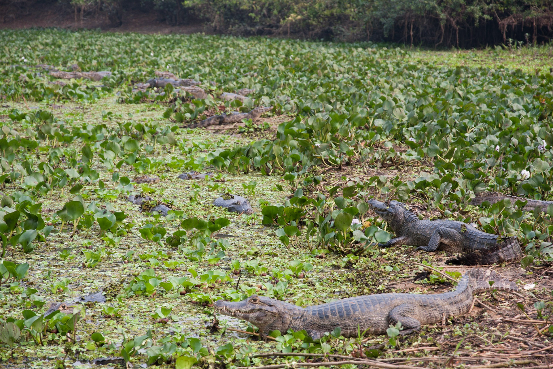 Everywhere you look: caimans