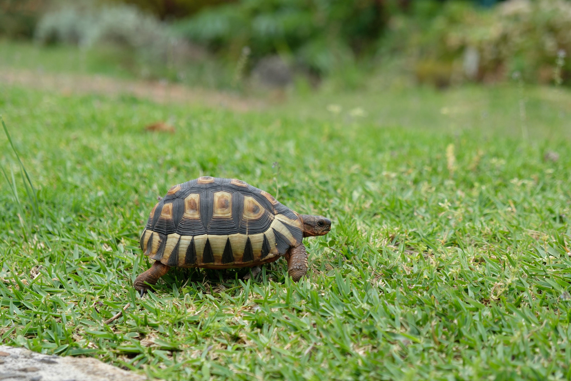 Angulate Tortoise, Kirstenbosch
