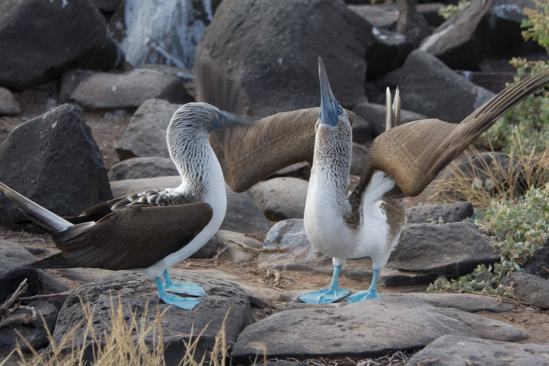 Blue footed booby courtship ritual