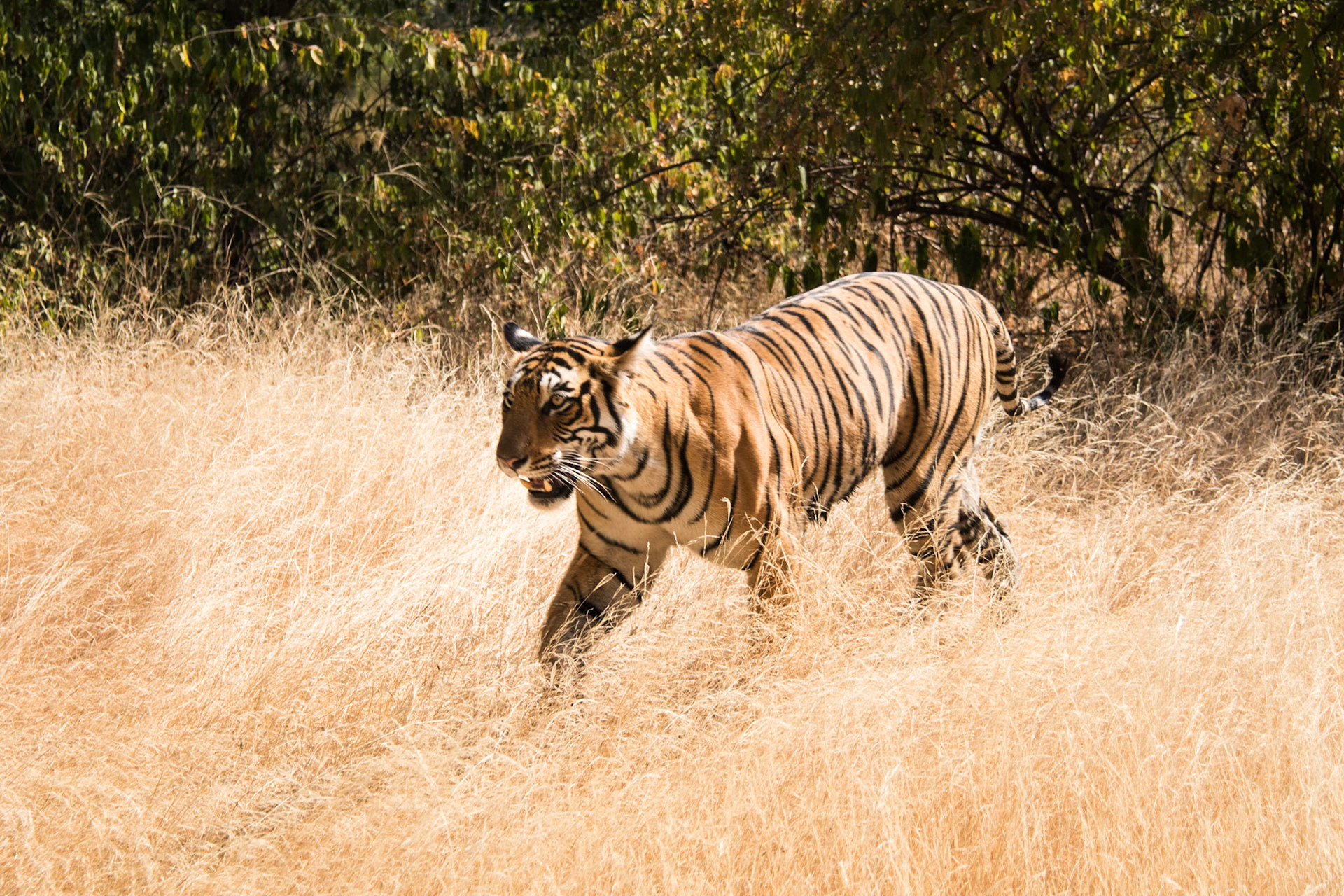 Female tiger T84 (Arrowhead), Ranthambore zone 3