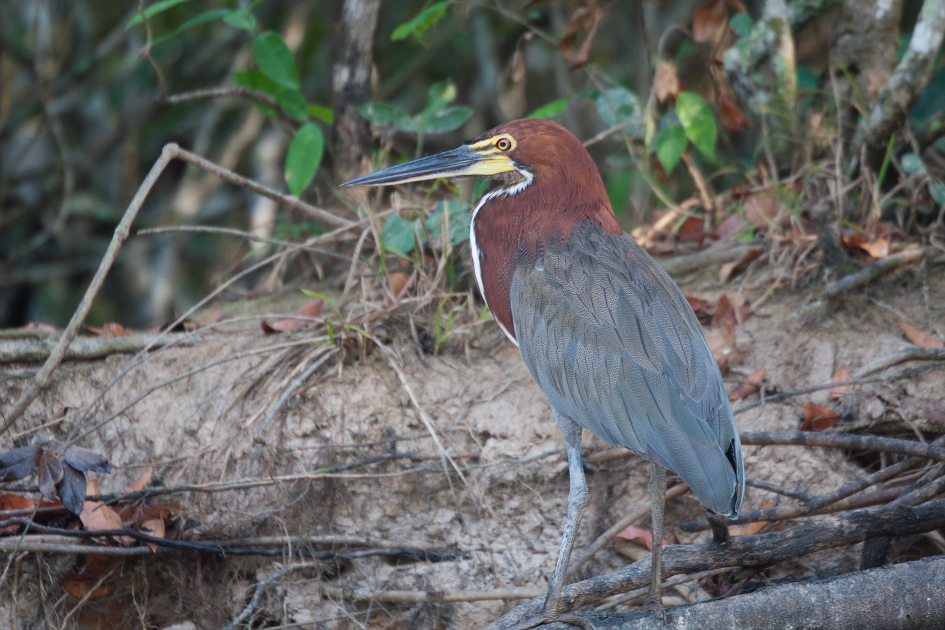 Rufescent tiger heron