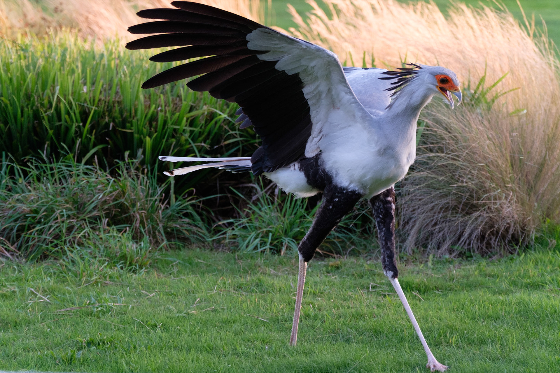 Secretary bird