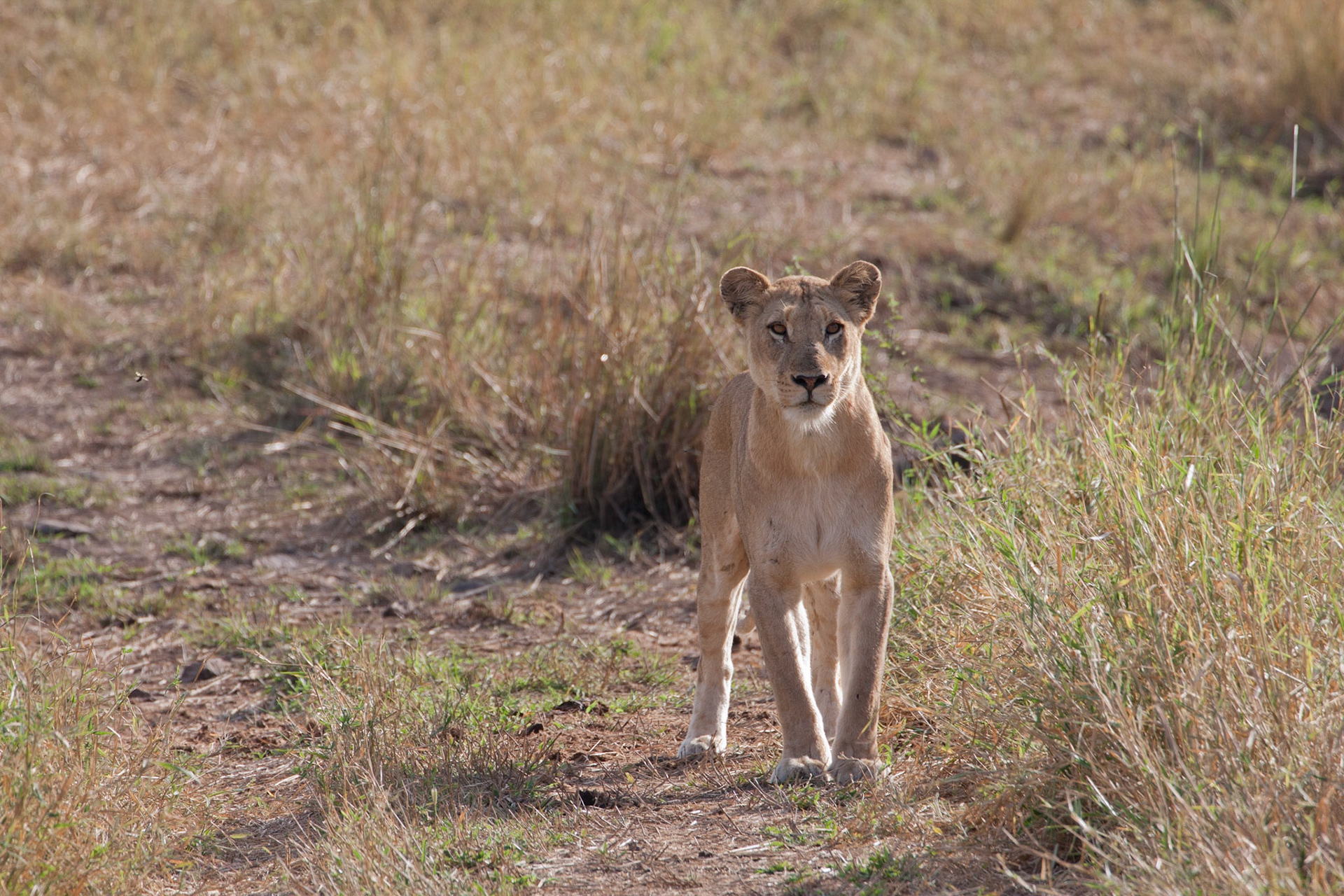 Lioness, mountain pride