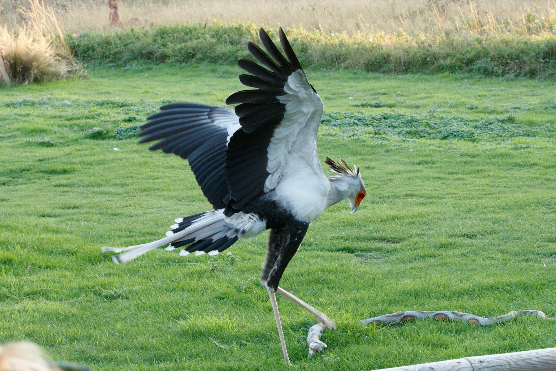 Secretary bird killing a snake!