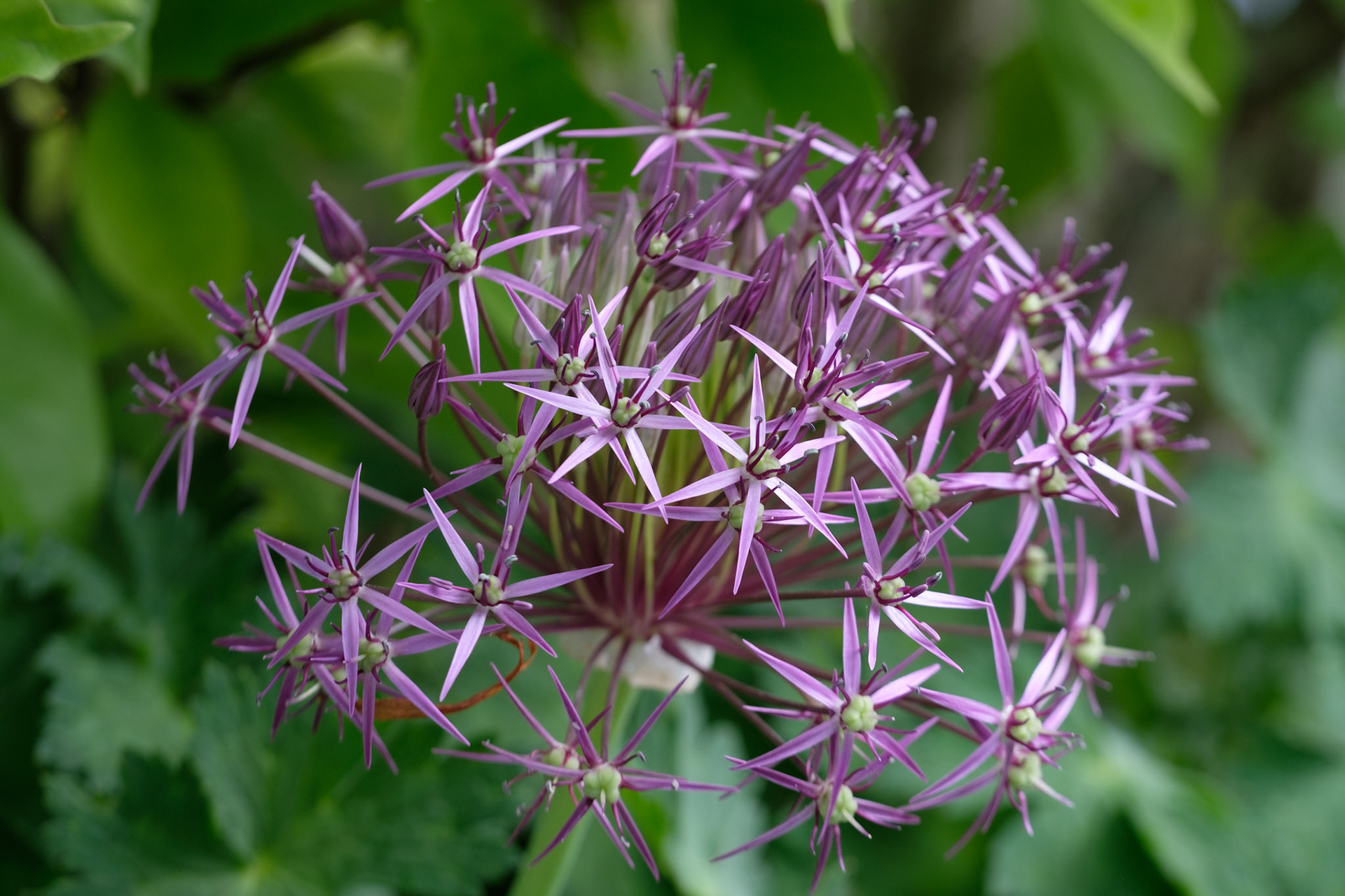 Allium (front)