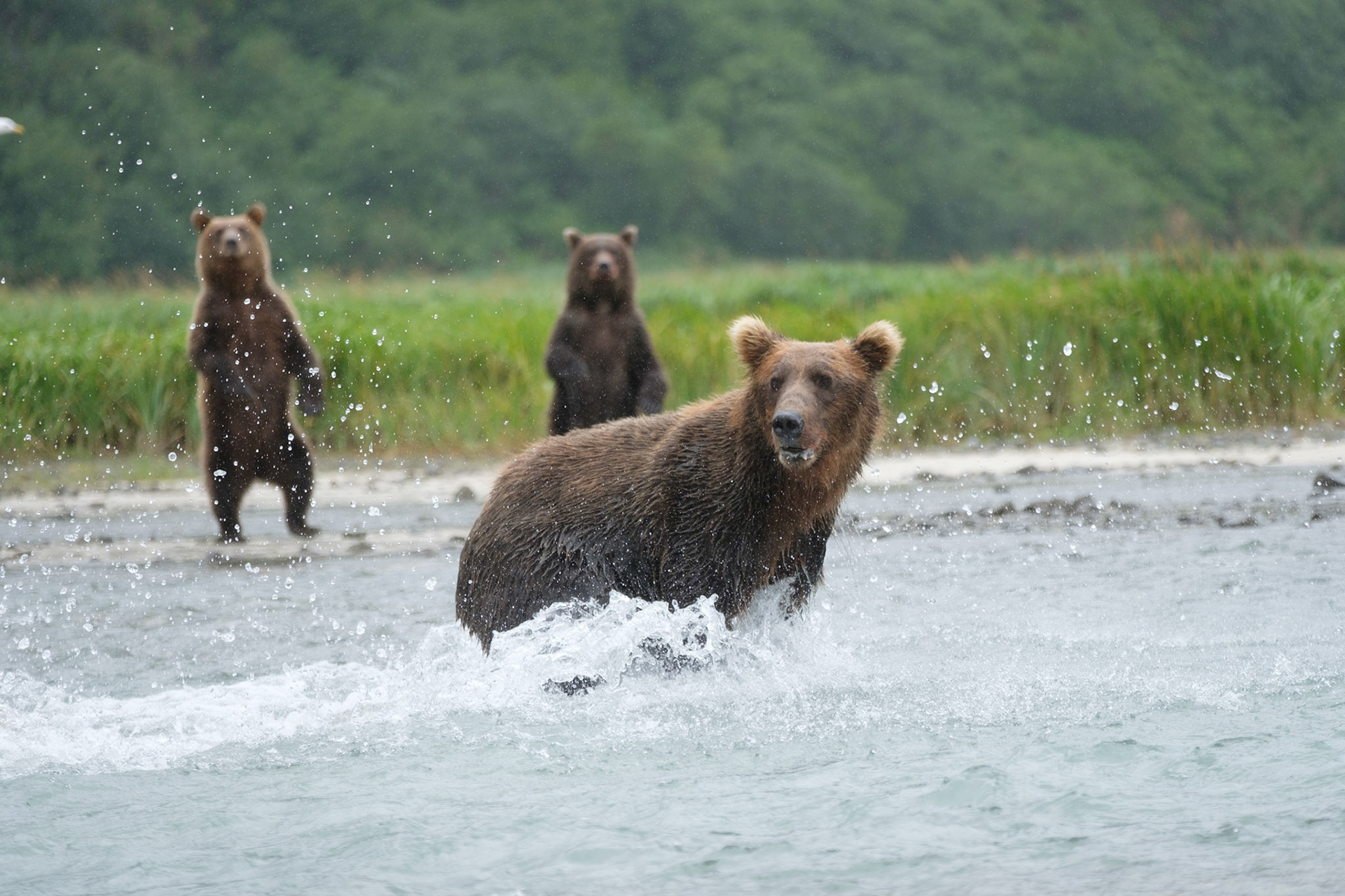 Mother with two yearling cubs