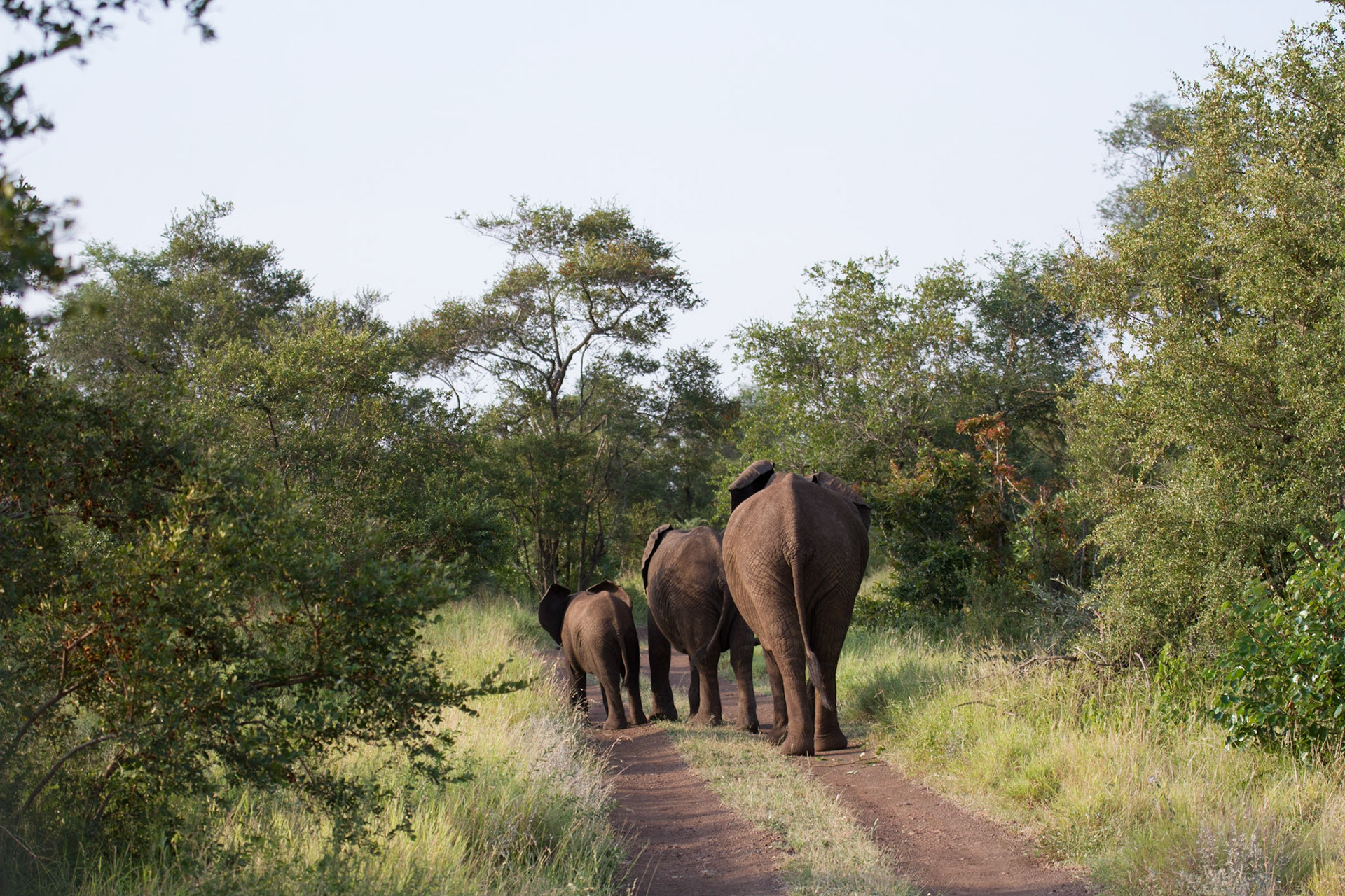 Elephants in the road