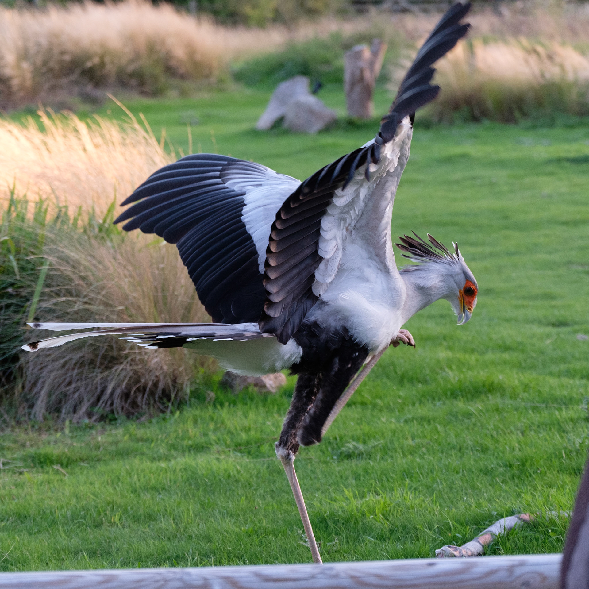 Secretary bird killing a snake!