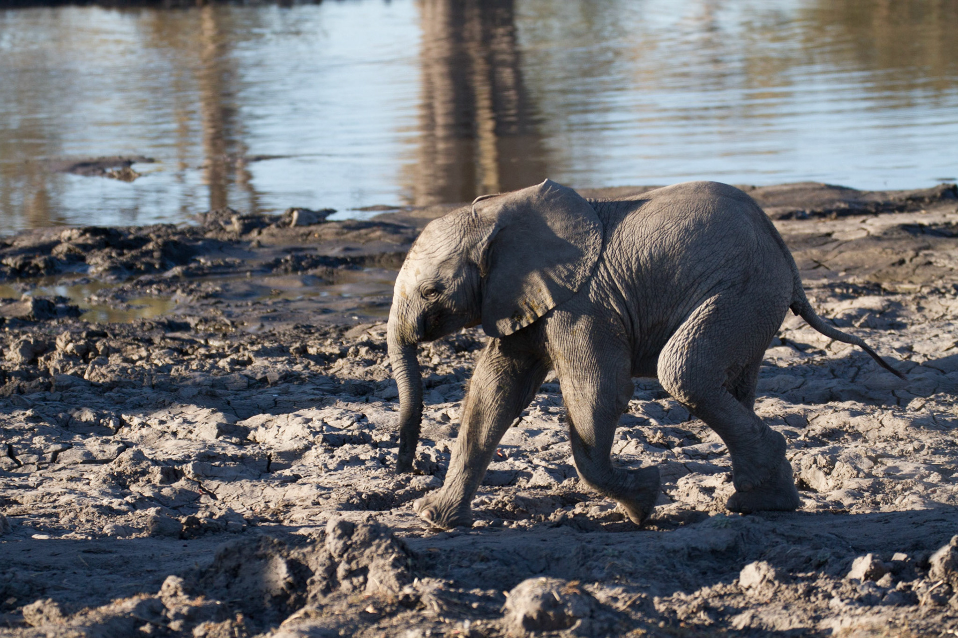 Elephant calf running to catch up!