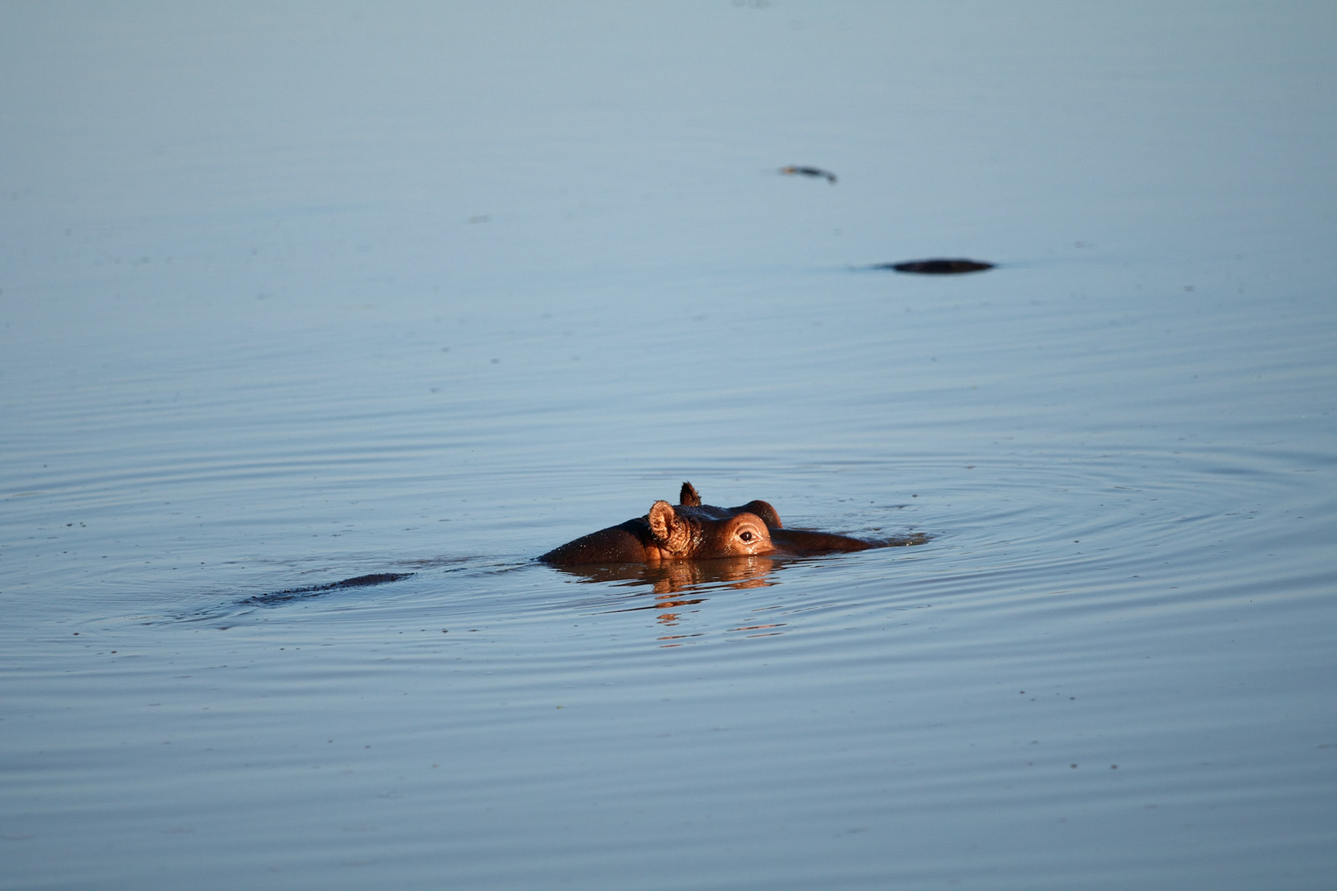 Hippo in the Sand River