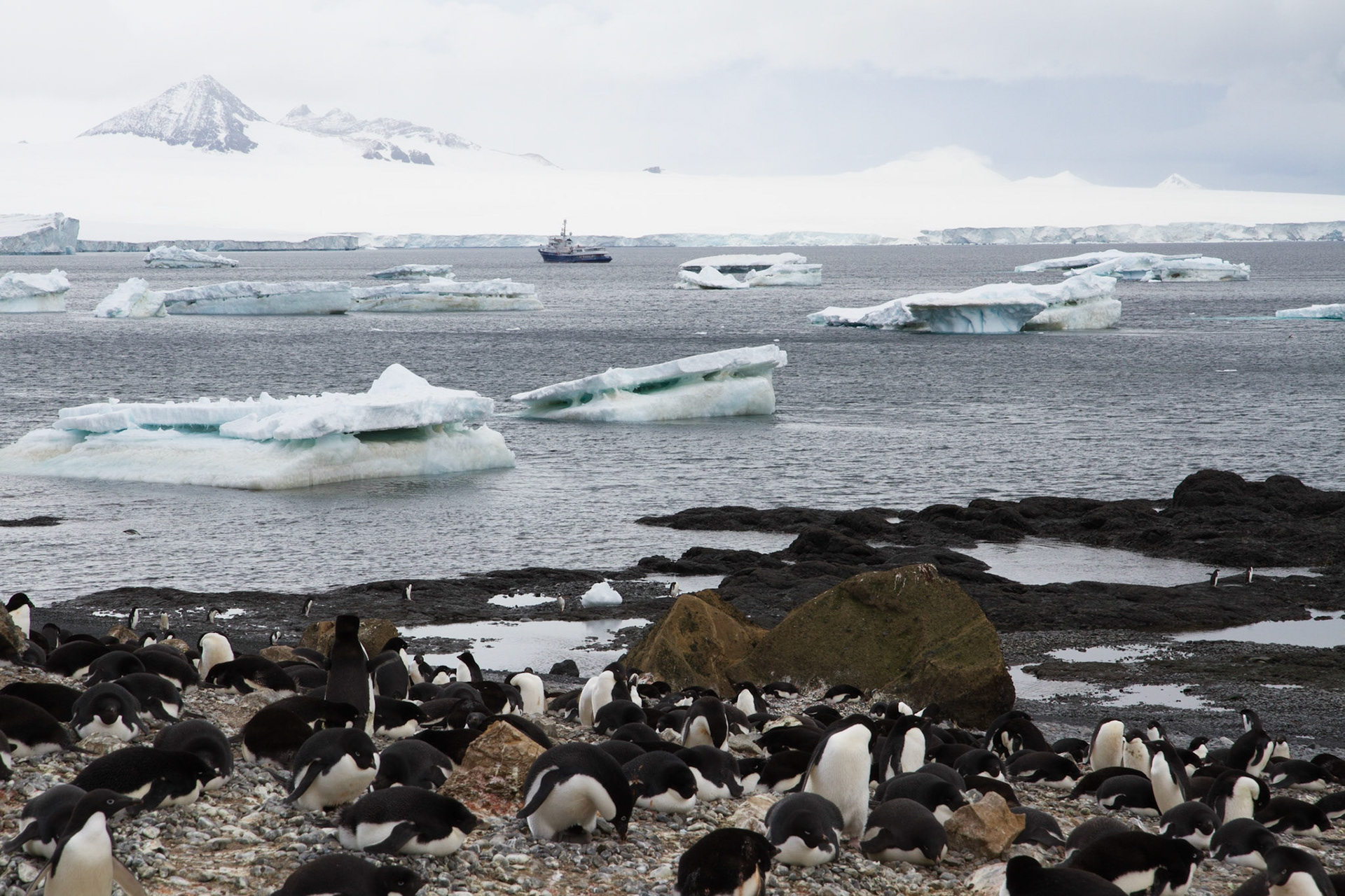 Adelie penguin colony at Brown Bluff