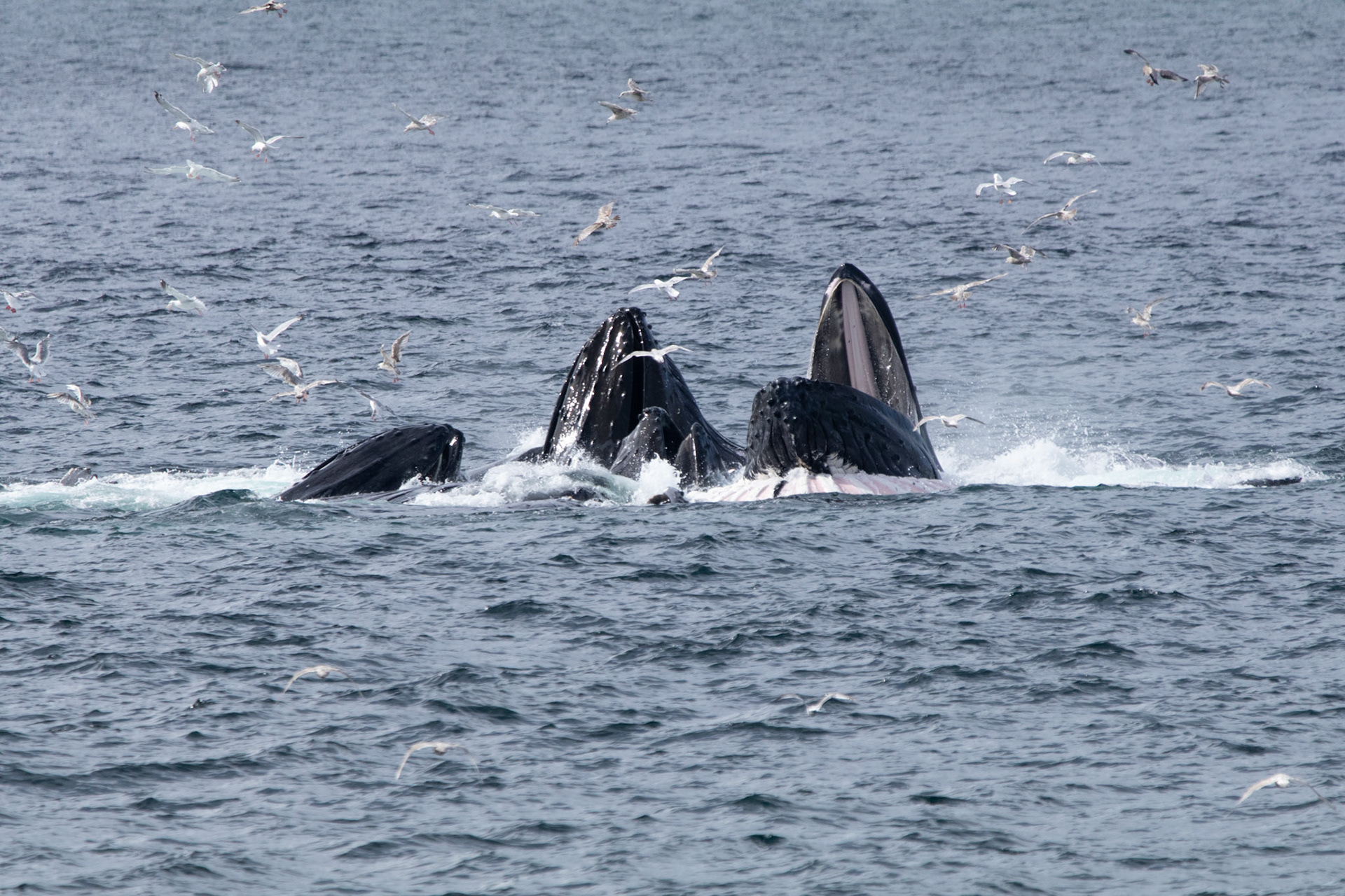 Humpback whales bubble net feeding