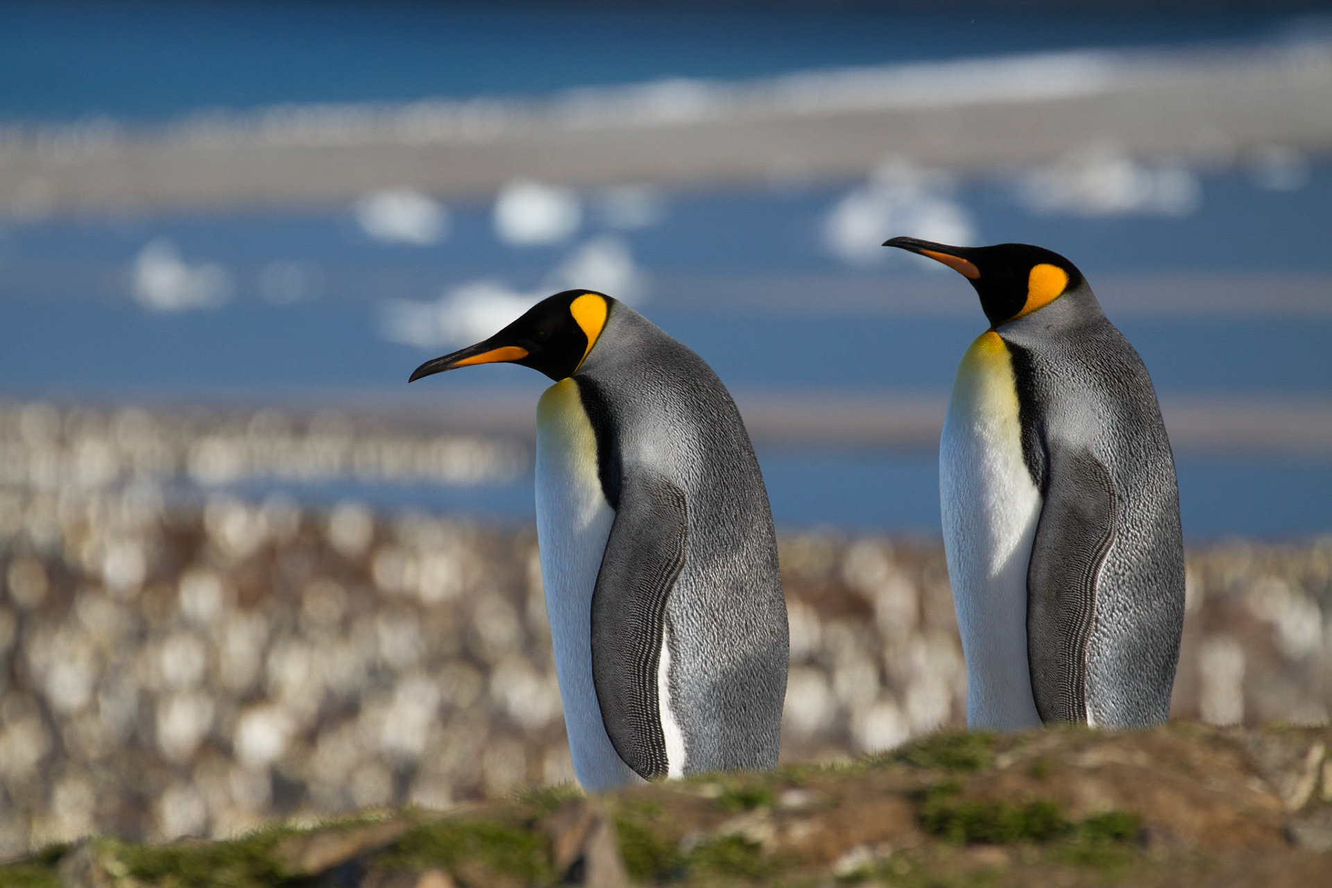 King penguins