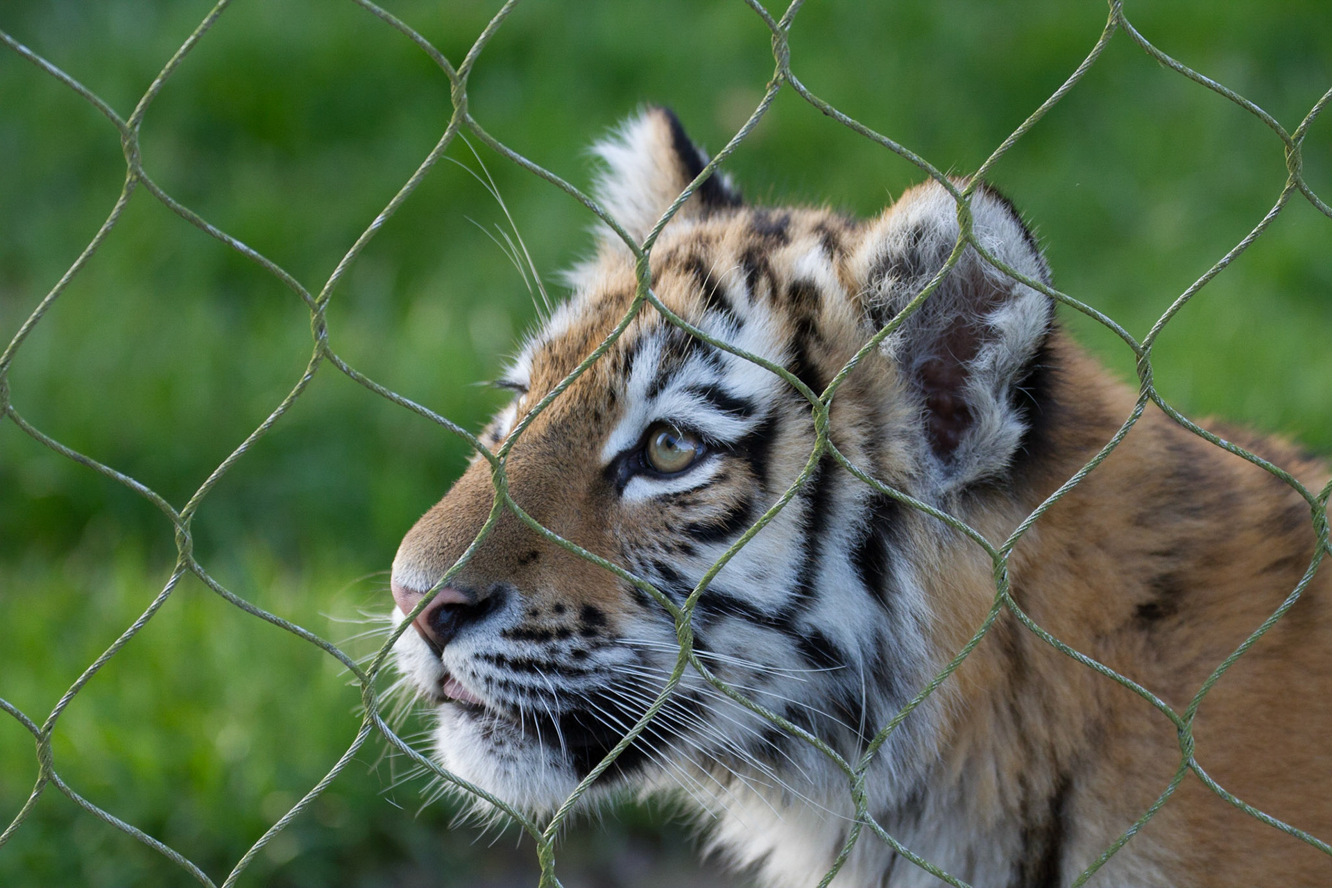 Tiger cub, 5.5 months old
