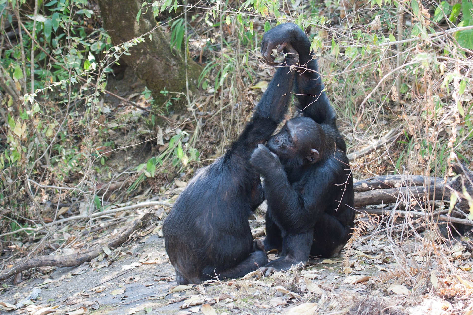 Cristina and Kata grooming