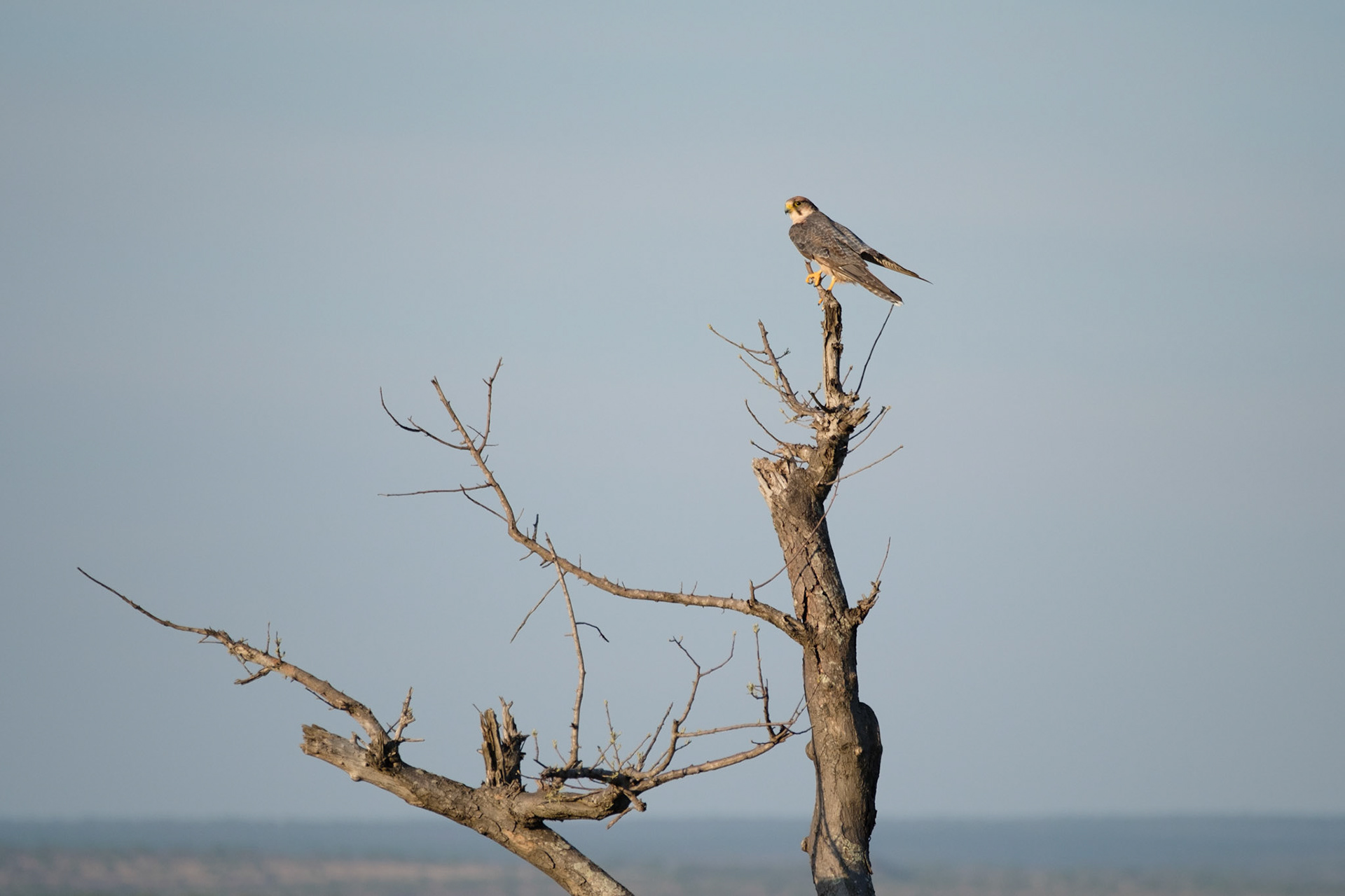 Lanner falcon