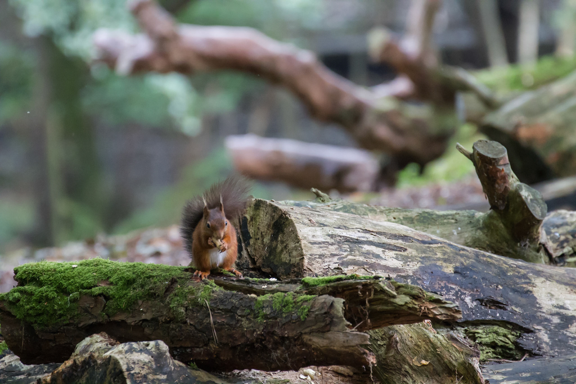 Red squirrel in the woods, Brownsea Island