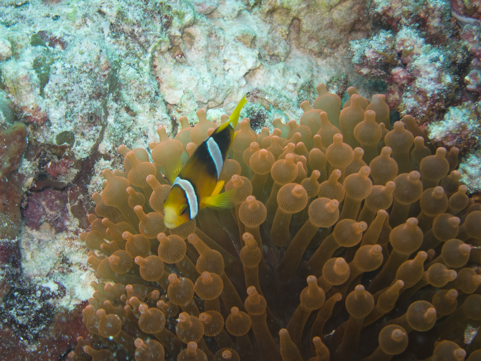 Clark's anemone fish