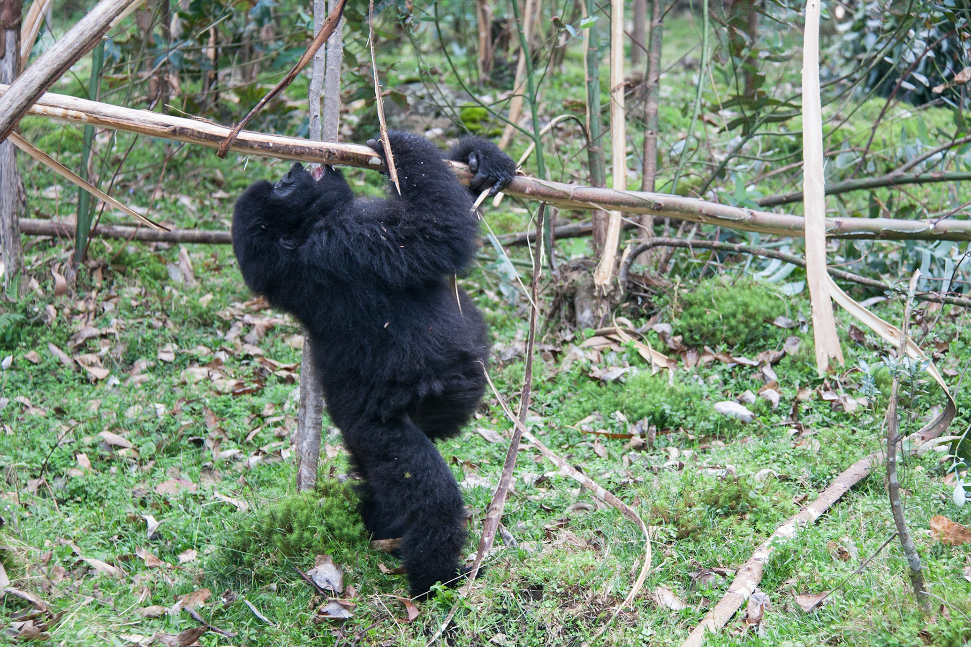 Gorilla eating sap from eucalyptus tree