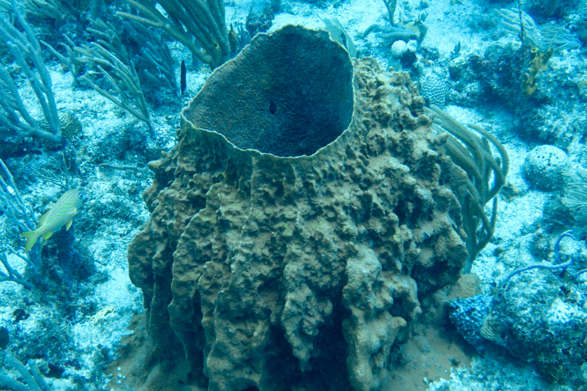 Diving at Captain's Anchor