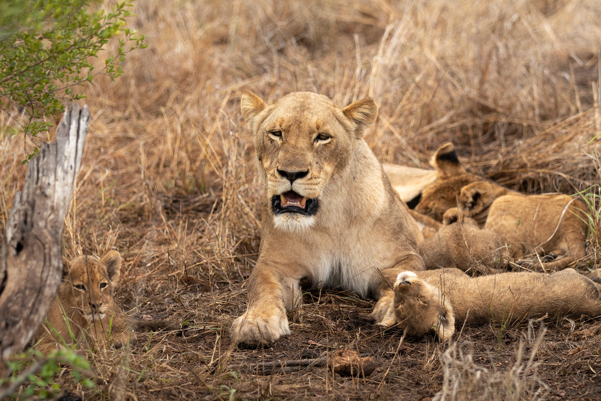 Lion with young cubs