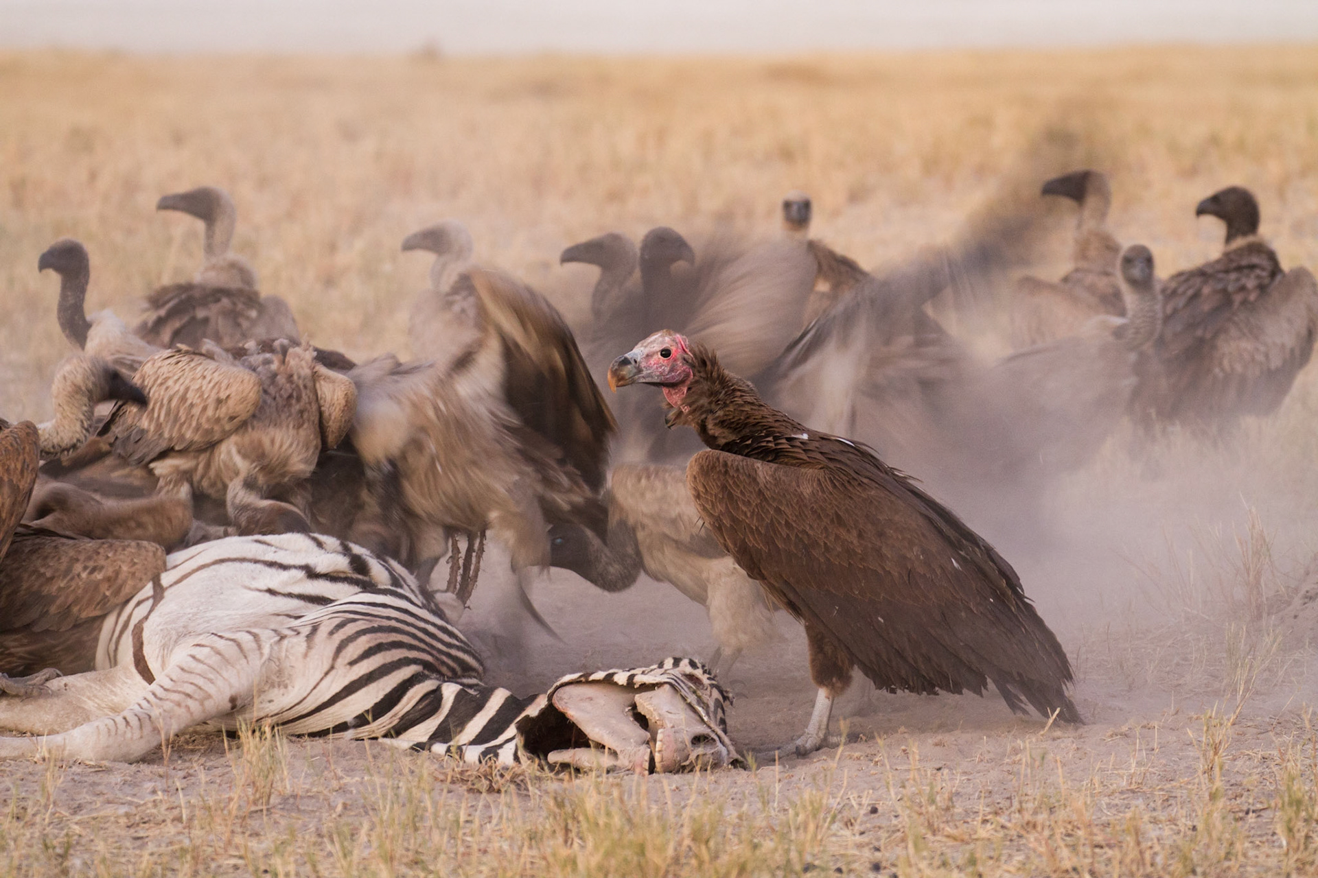 White back and lapet face vultures at a zebra carcass