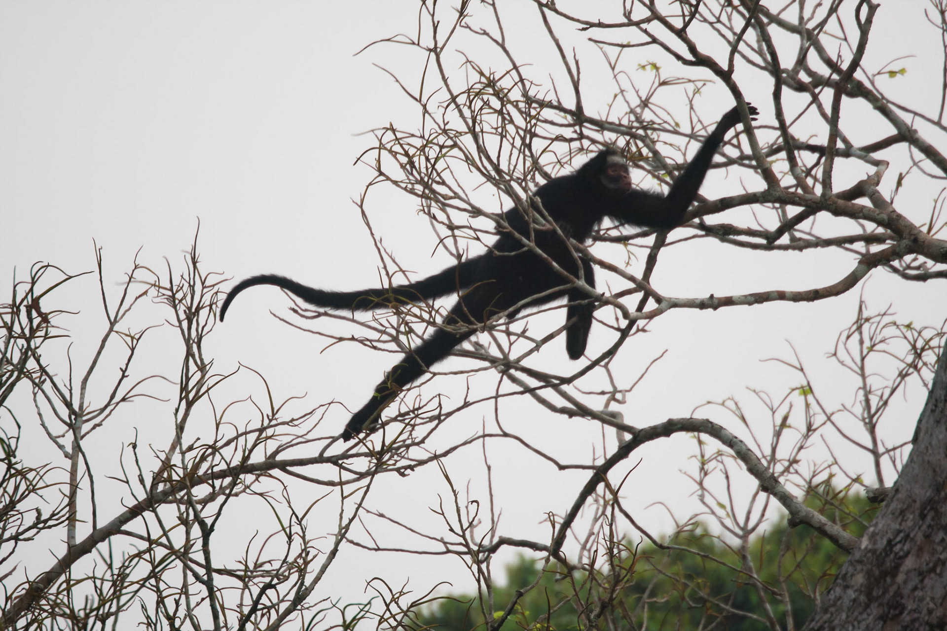 White whiskered spider monkey