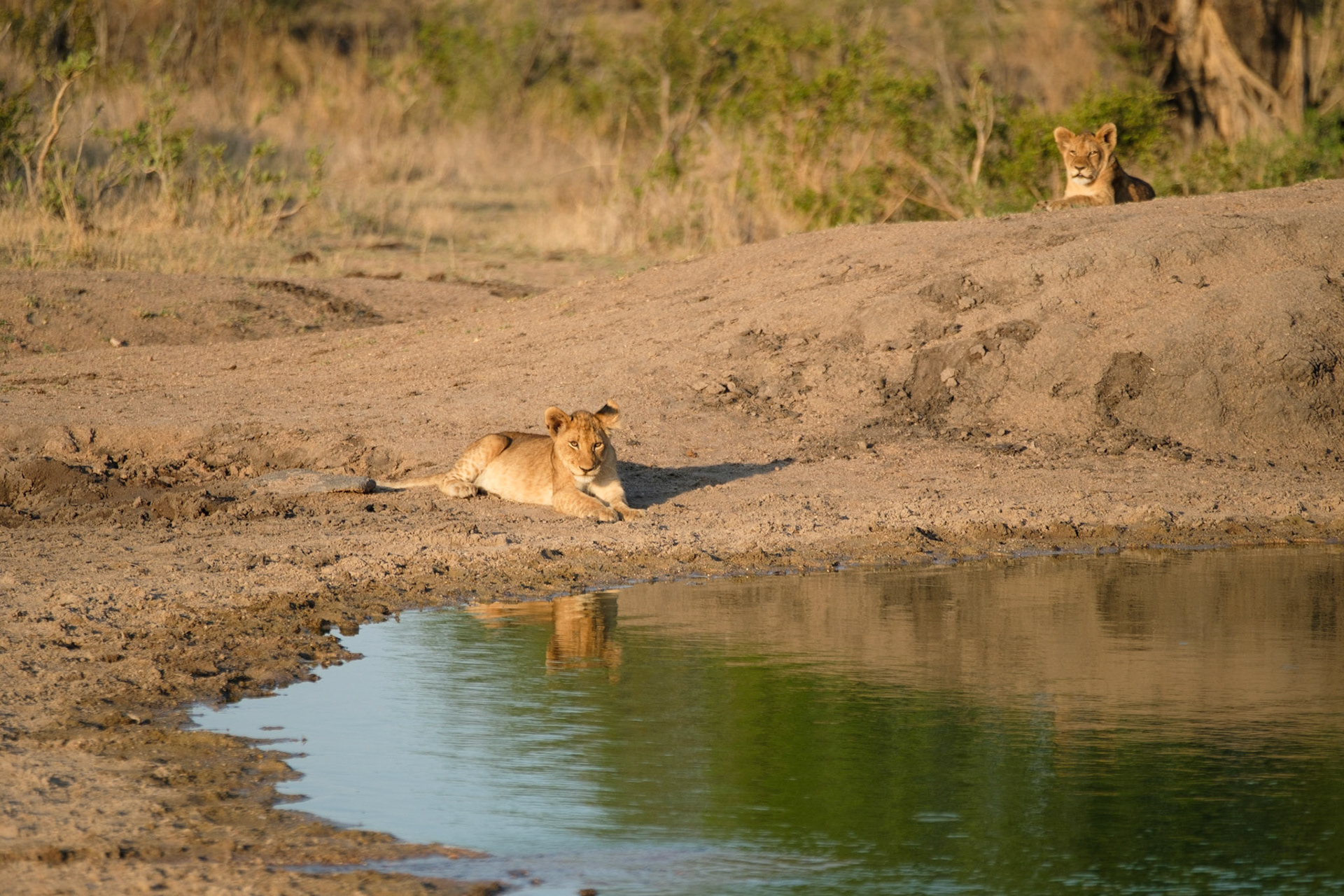 Lion cubs (8 months old)