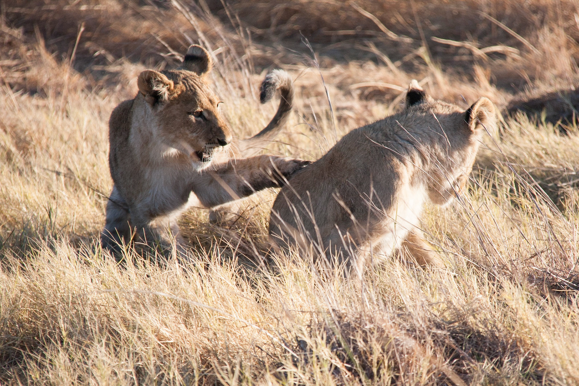 More practice hunting