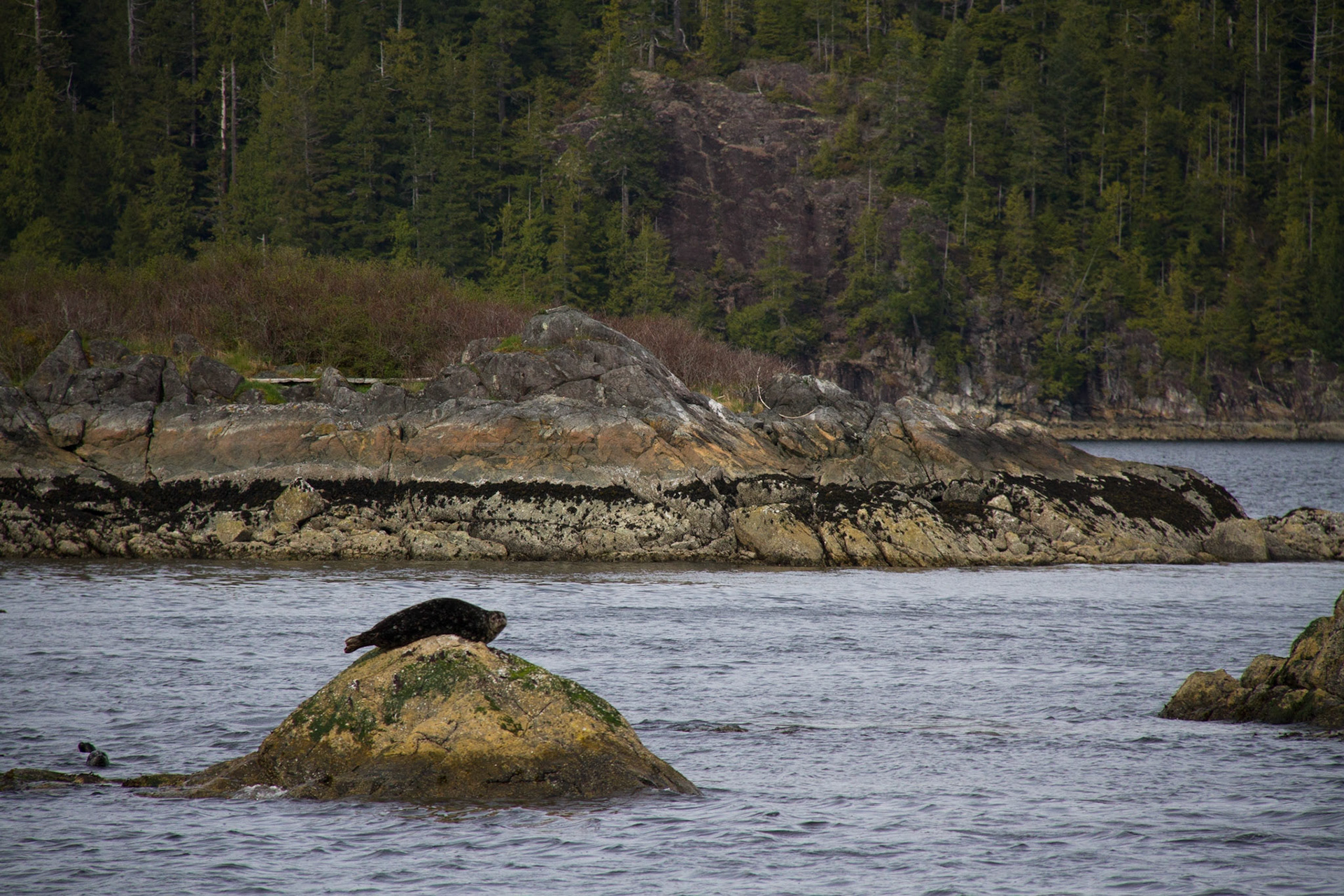 Harbour seal