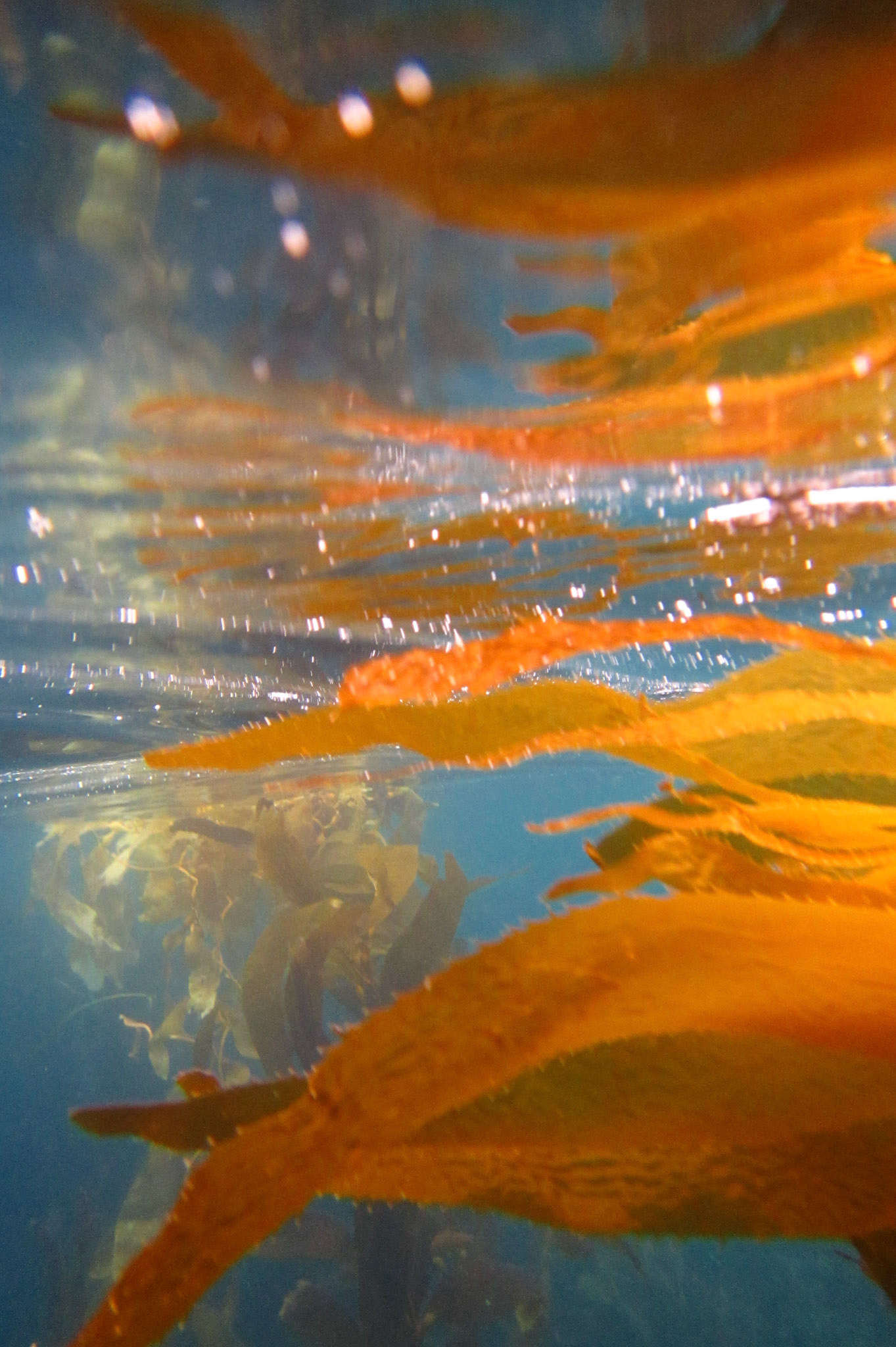 Kelp forest, Channel Islands
