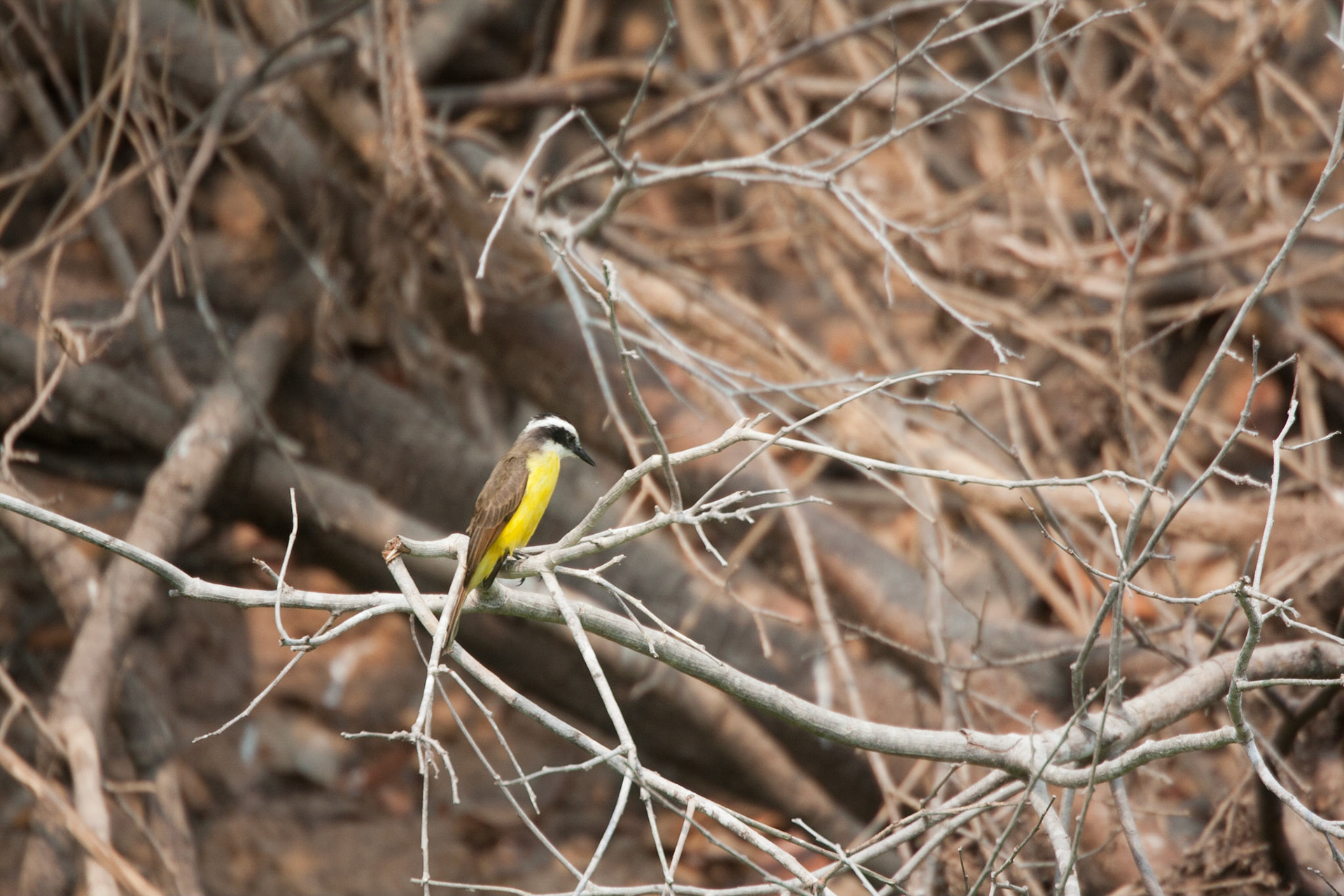 Lesser kiskadee