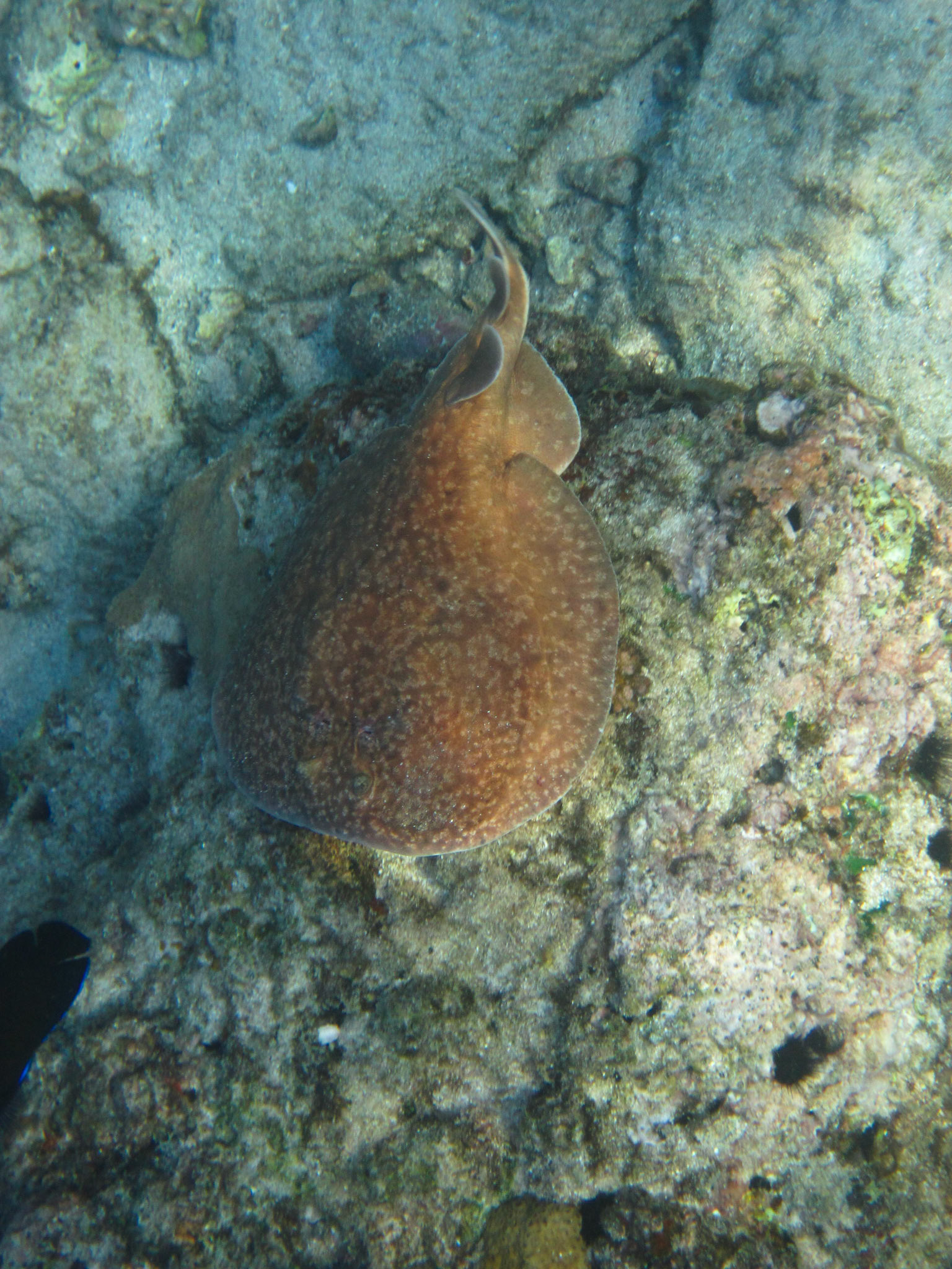 Electric Ray